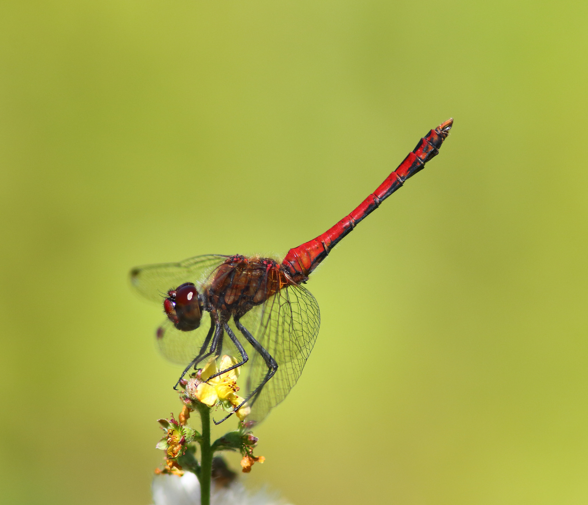 Canon EF 300mm F4L IS USM sample photo. Ruddy darter photography