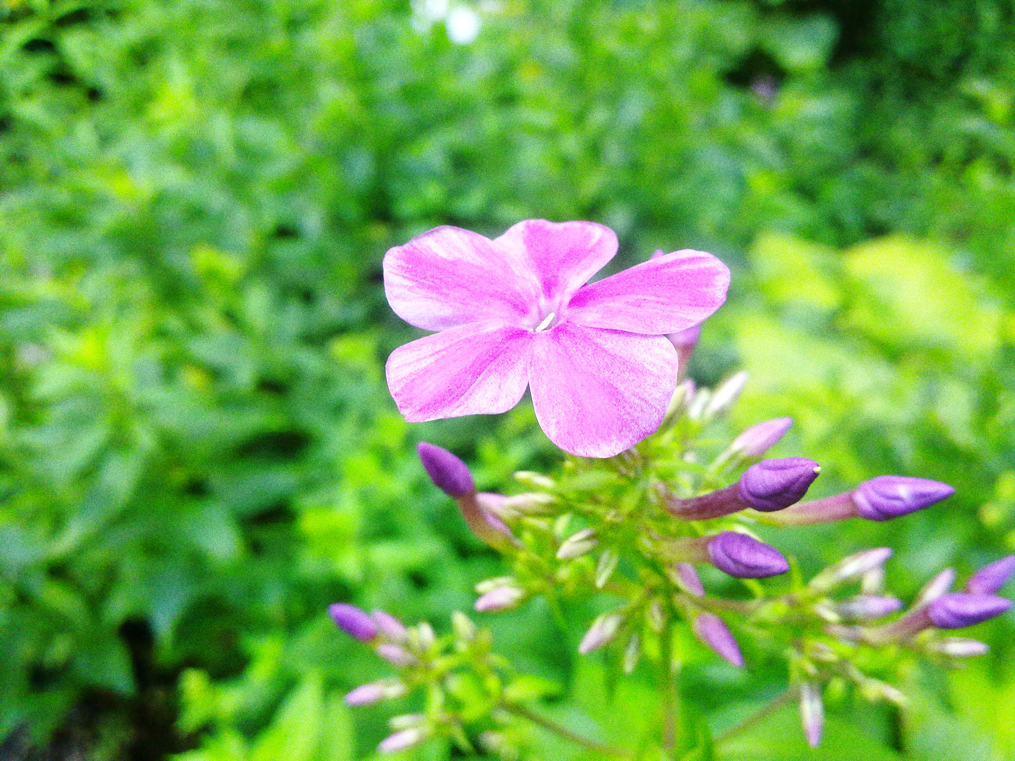 Nokia N97 sample photo. Violet flower photography