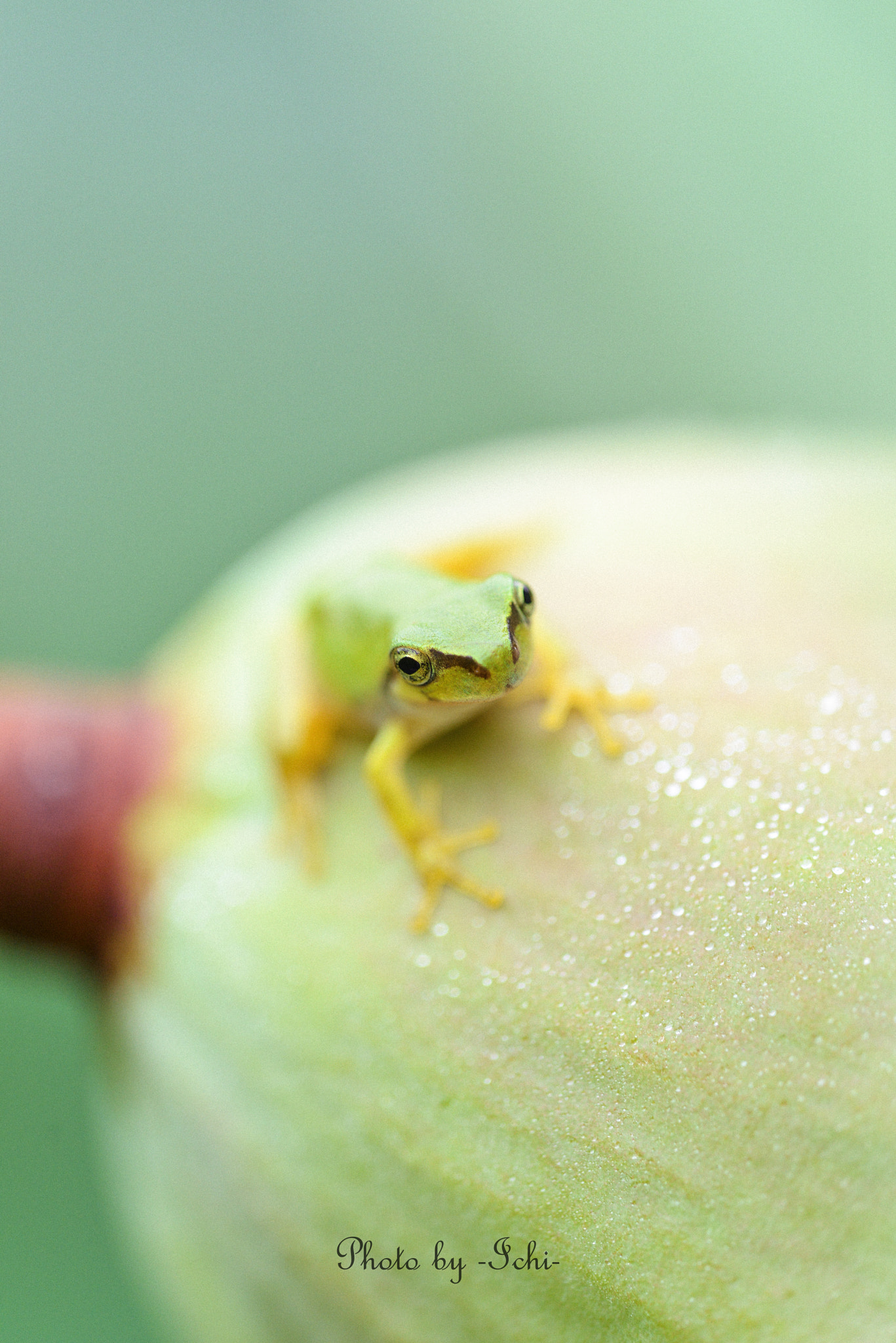 Sigma 150mm F2.8 EX DG Macro HSM sample photo. I wanna be with you. photography