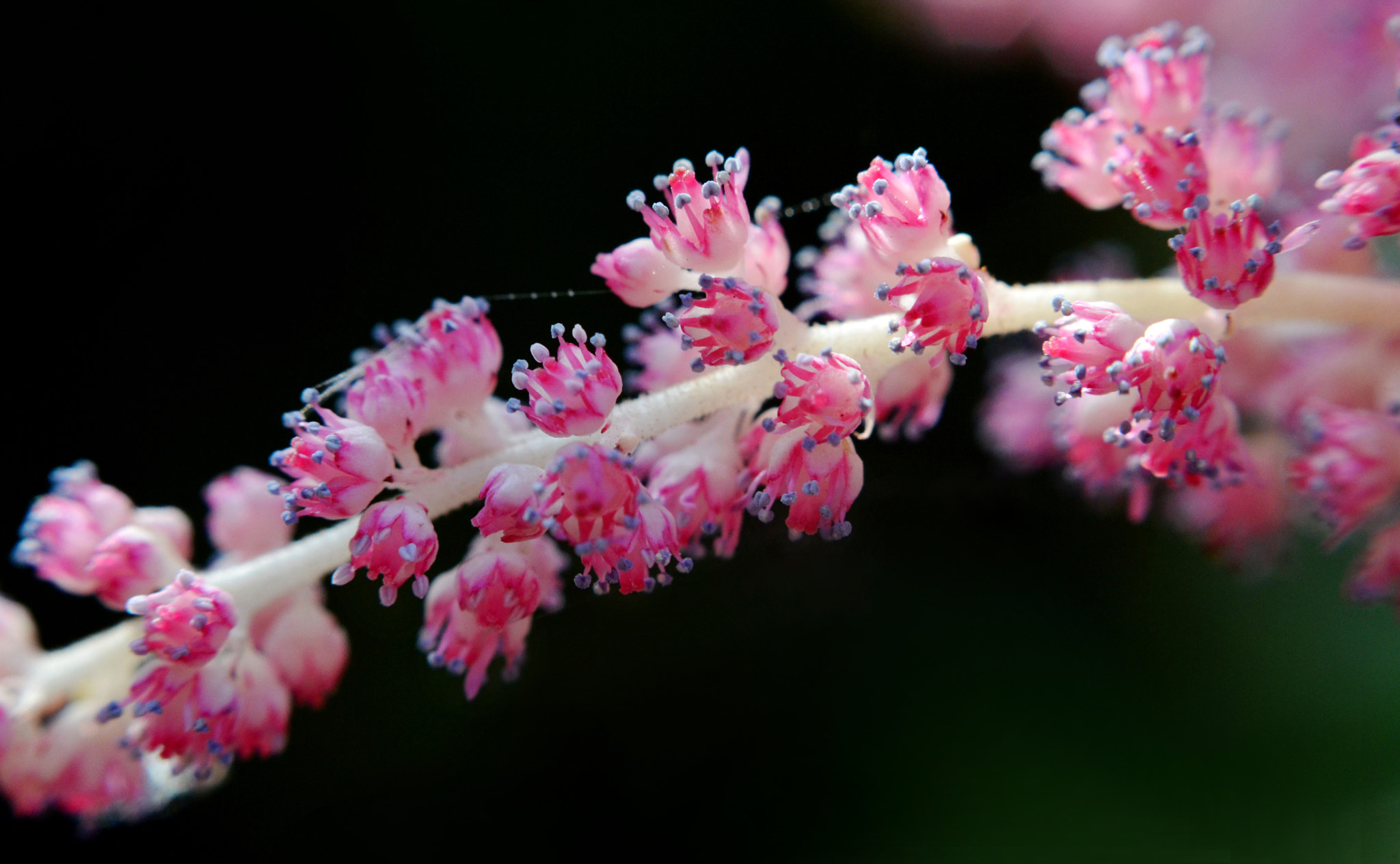 Manual Lens No CPU sample photo. Tiny flowers photography