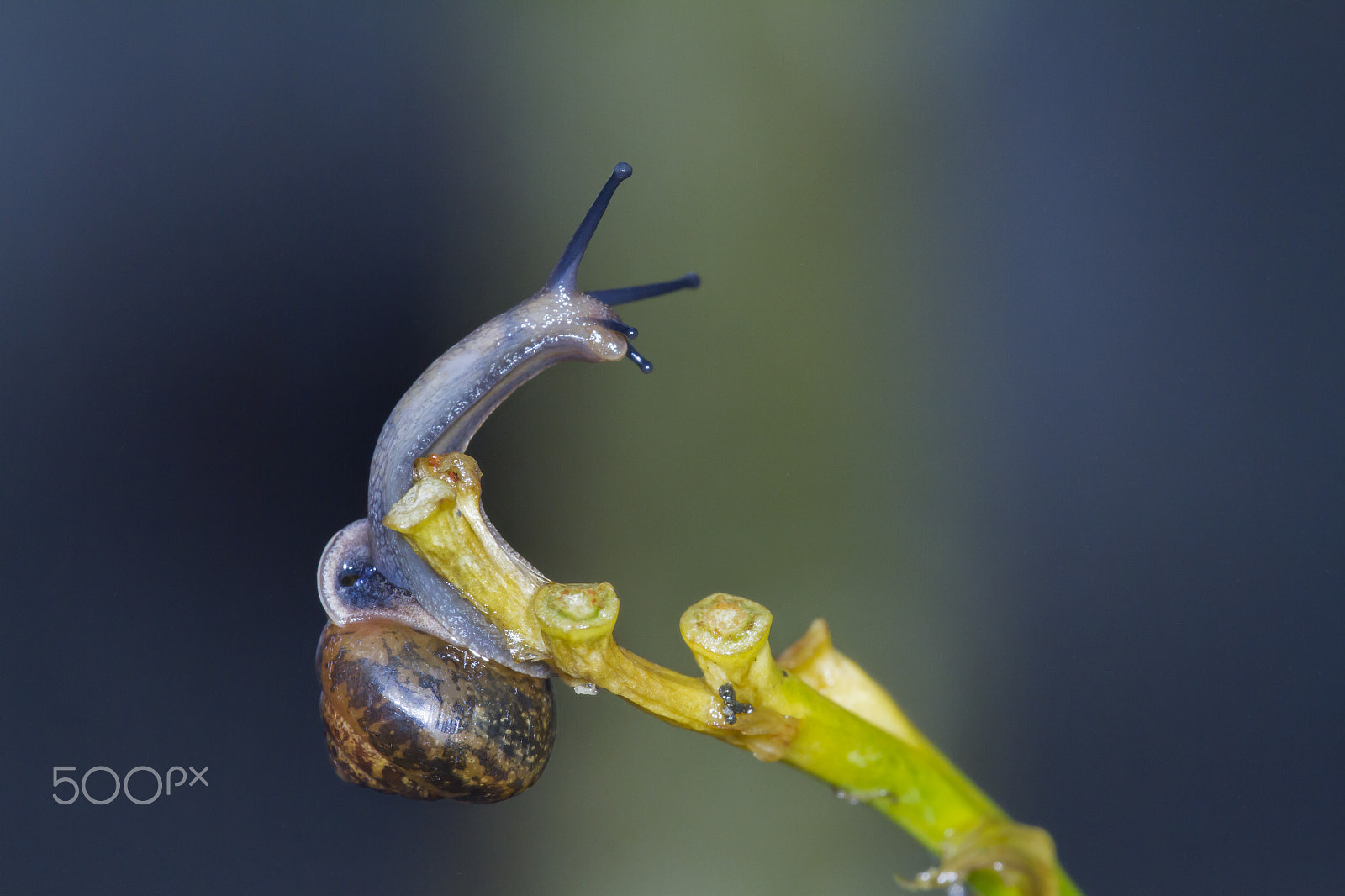 Canon EF 180mm F3.5L Macro USM sample photo. Seeing photography