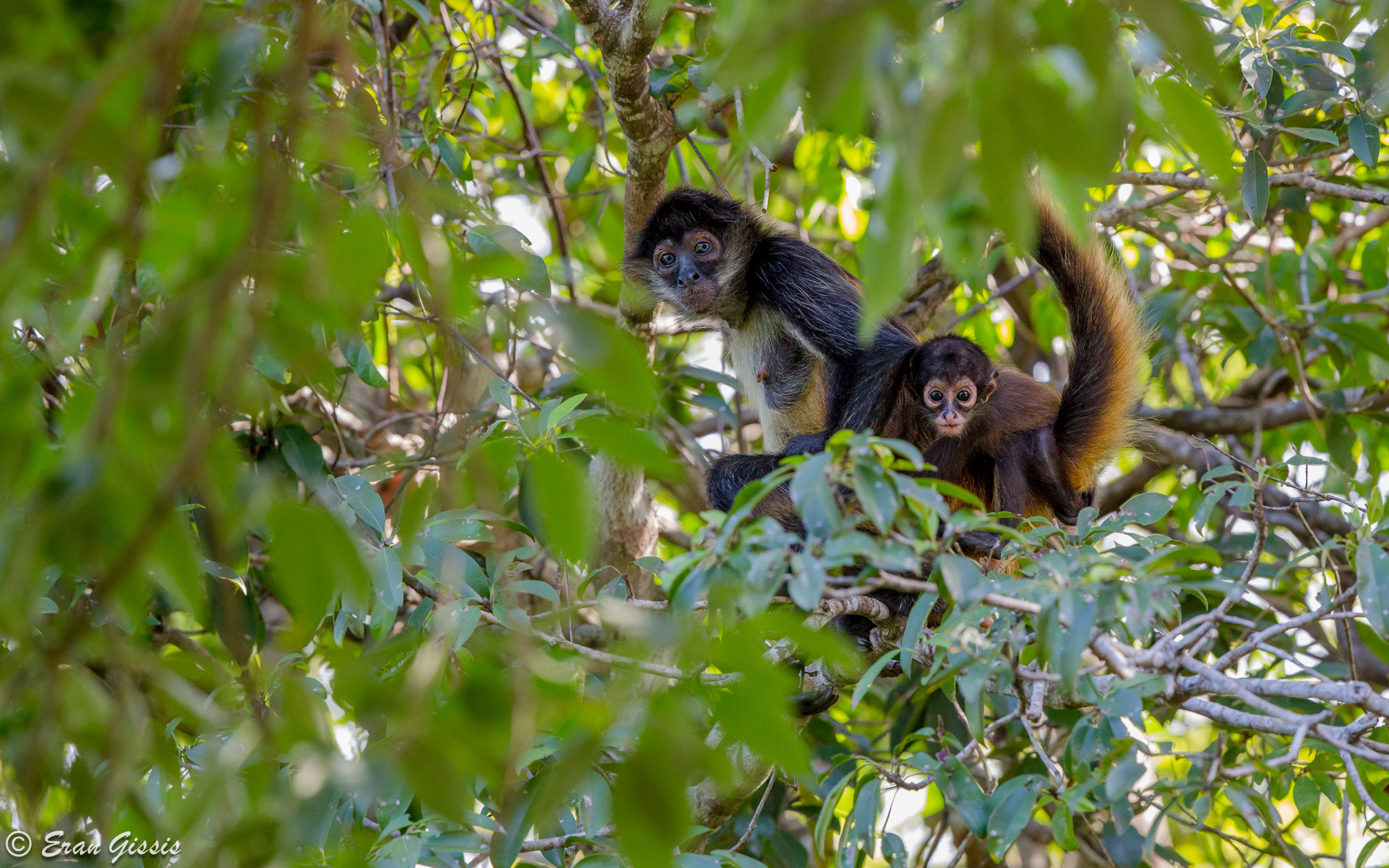 Canon EOS 6D + Canon EF 500mm F4L IS II USM sample photo. Spider monkey mom photography