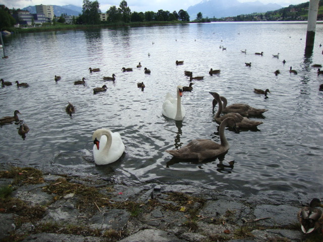 Sony DSC-W210 sample photo. Family of swans photography
