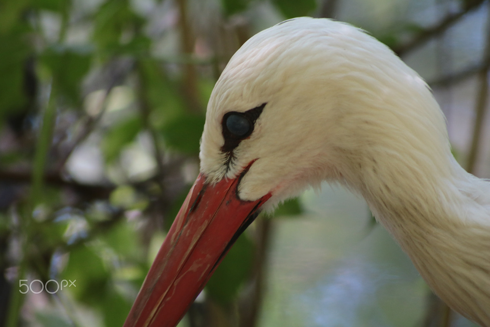 Canon EOS 750D (EOS Rebel T6i / EOS Kiss X8i) sample photo. Stork photography