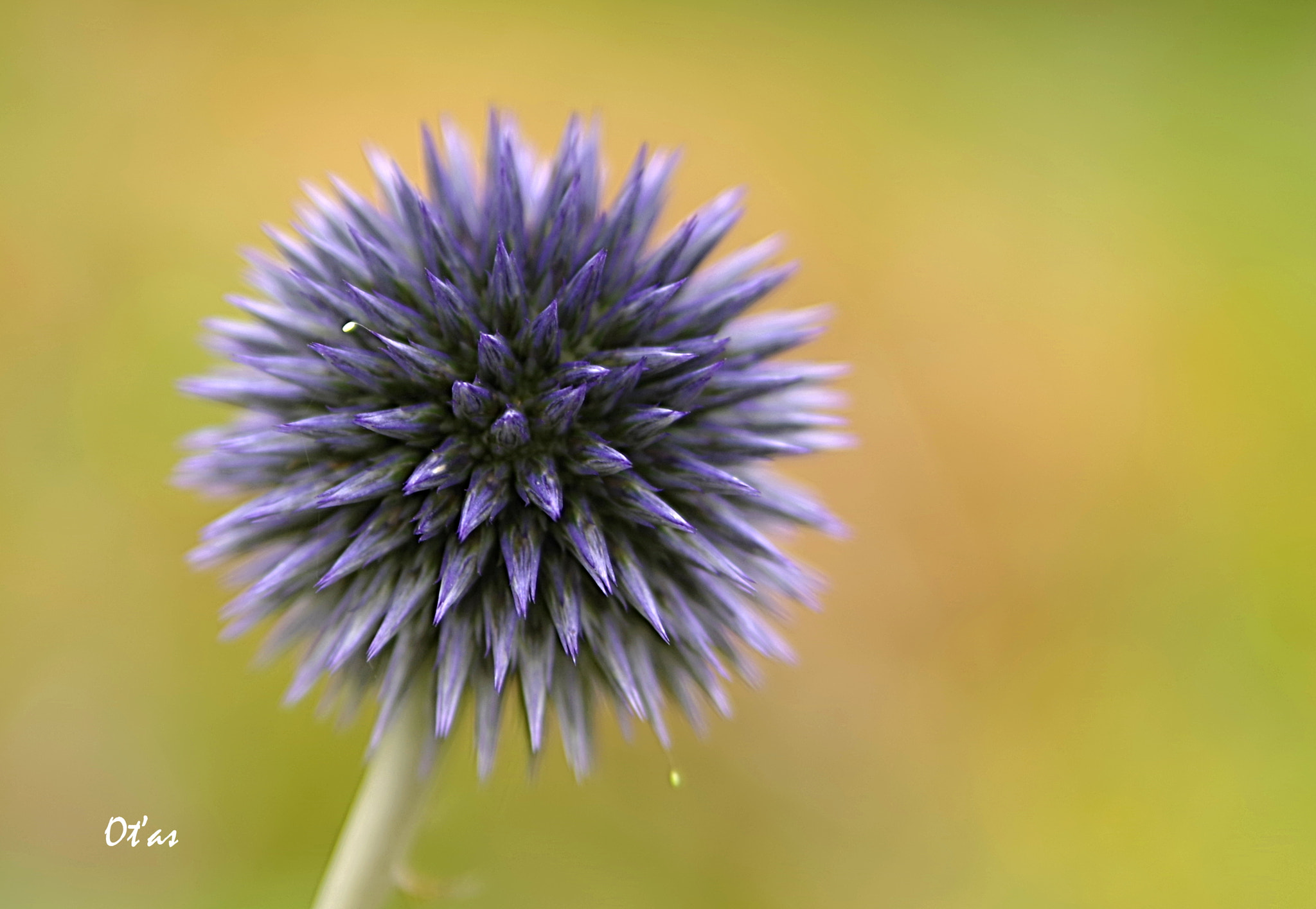 Pentax K-1 sample photo. Bodlák iii photography