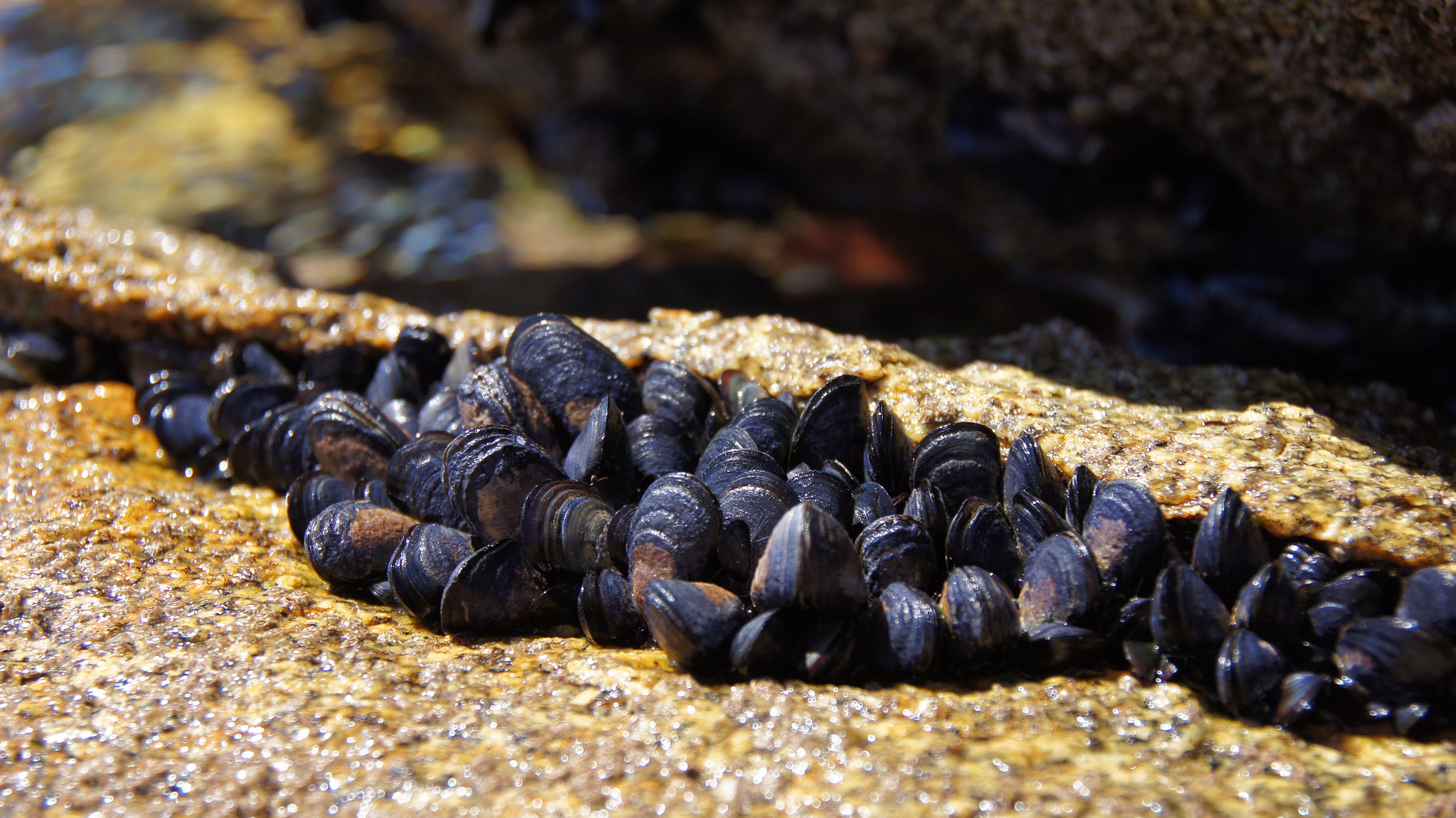 Sony SLT-A55 (SLT-A55V) sample photo. Mussels photography