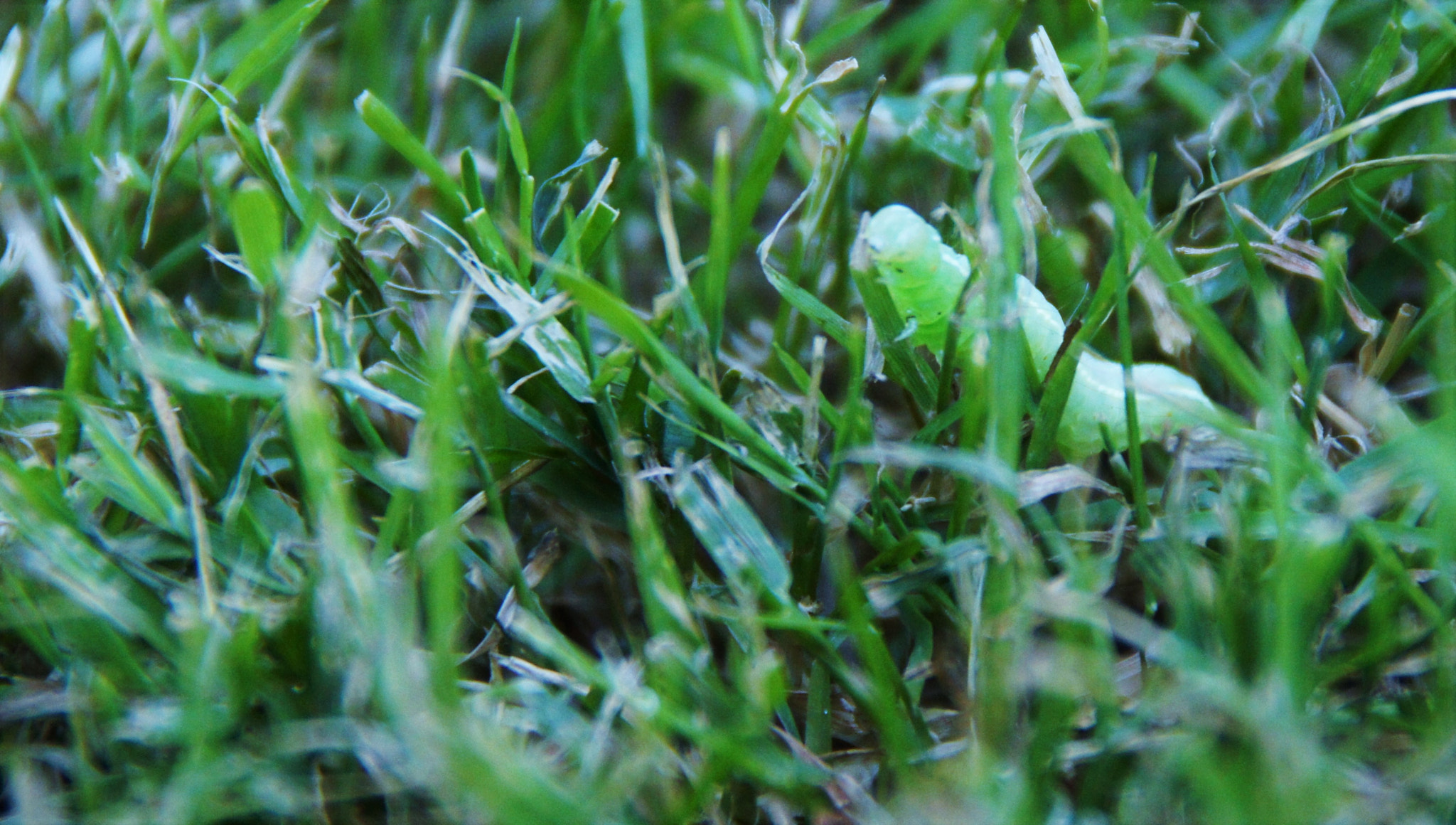 Sony SLT-A55 (SLT-A55V) sample photo. Hidden photography