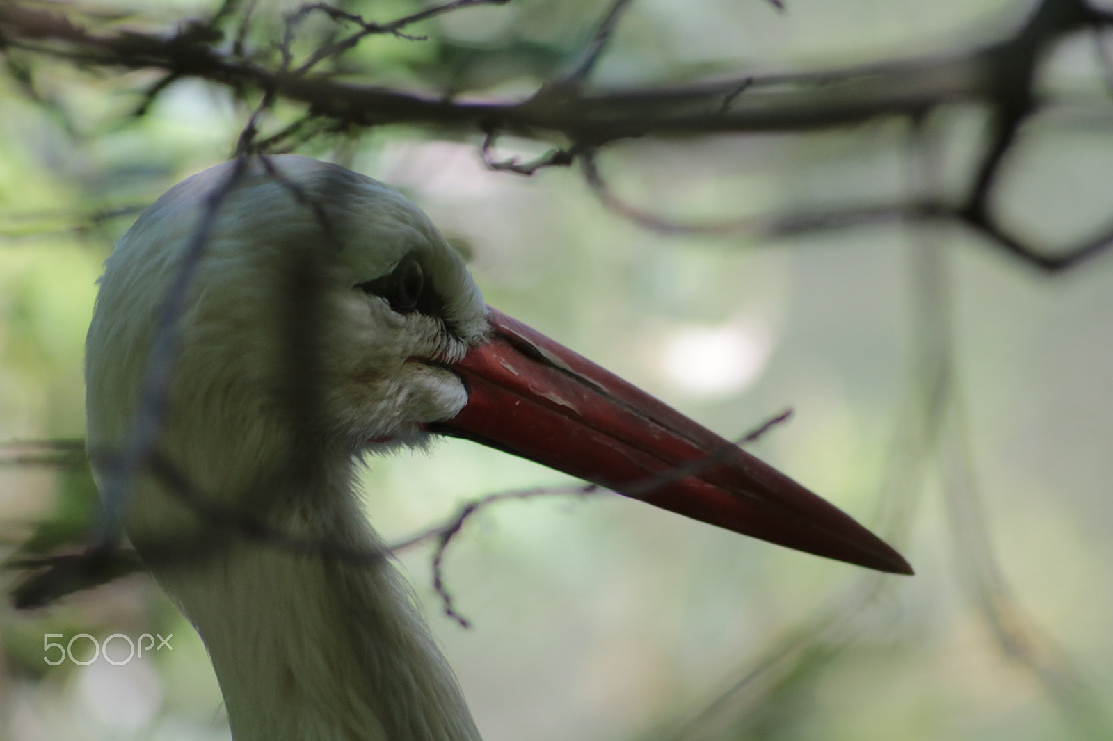 Canon EOS 750D (EOS Rebel T6i / EOS Kiss X8i) sample photo. Stork photography