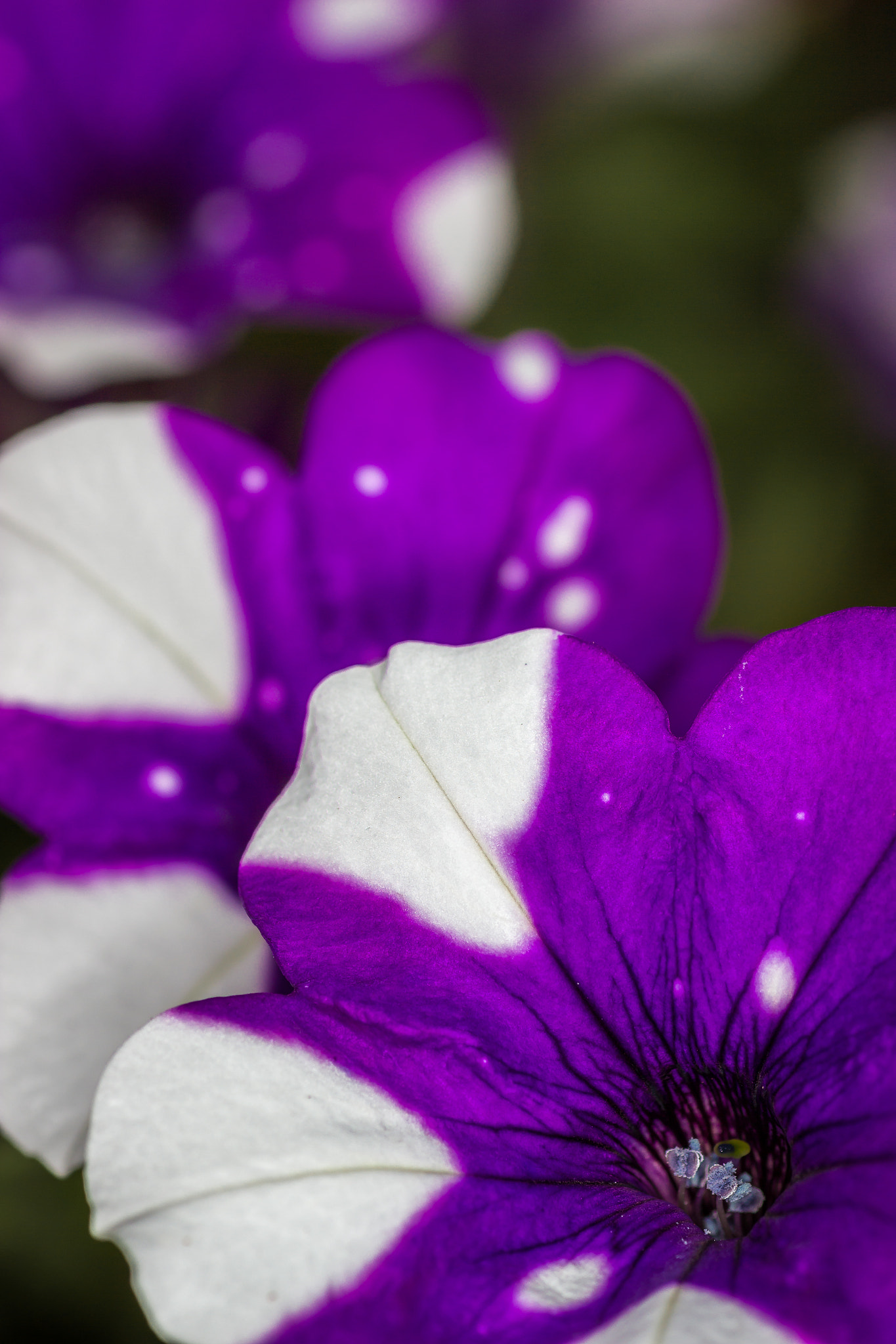 Canon EOS 600D (Rebel EOS T3i / EOS Kiss X5) + Tamron SP AF 90mm F2.8 Di Macro sample photo. Petunias in a row photography