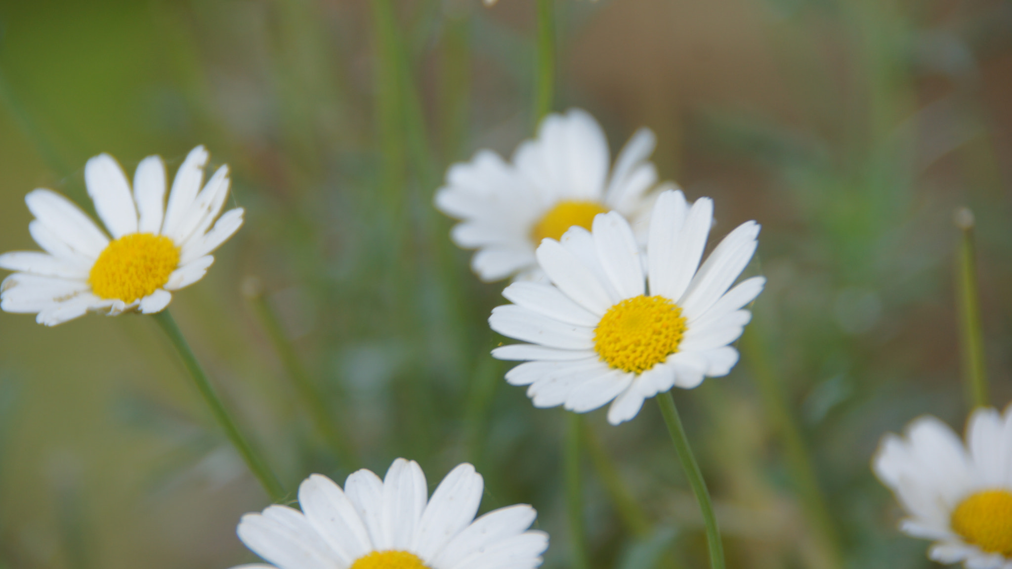 Sony SLT-A55 (SLT-A55V) sample photo. Daisy photography