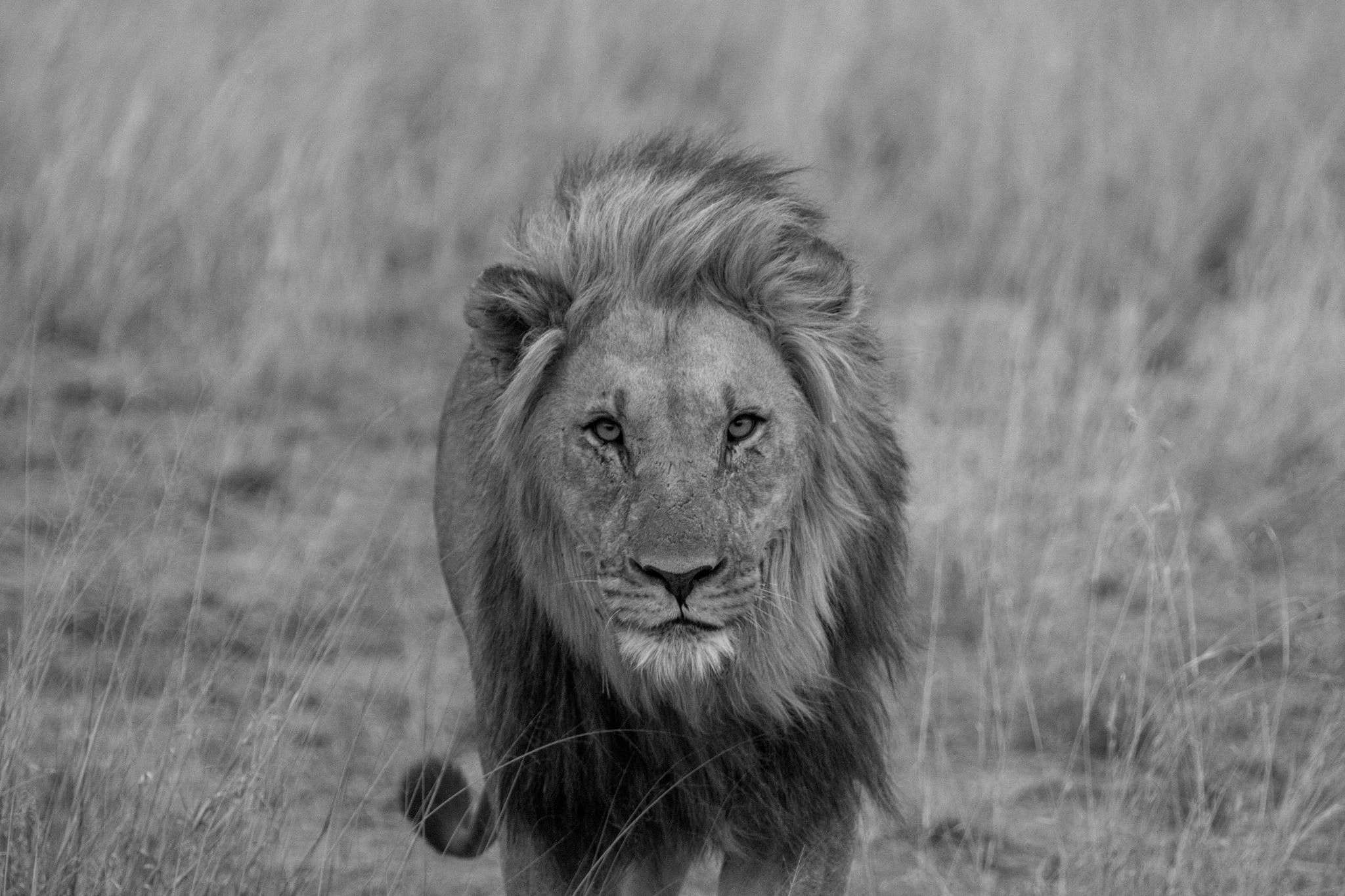 Canon EF 28-300mm F3.5-5.6L IS USM sample photo. Safari photography