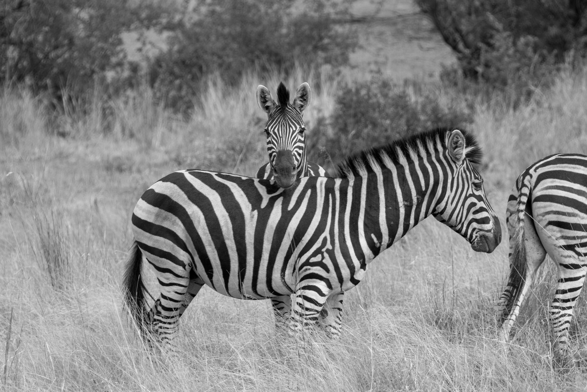 Canon EF 28-300mm F3.5-5.6L IS USM sample photo. Safari photography