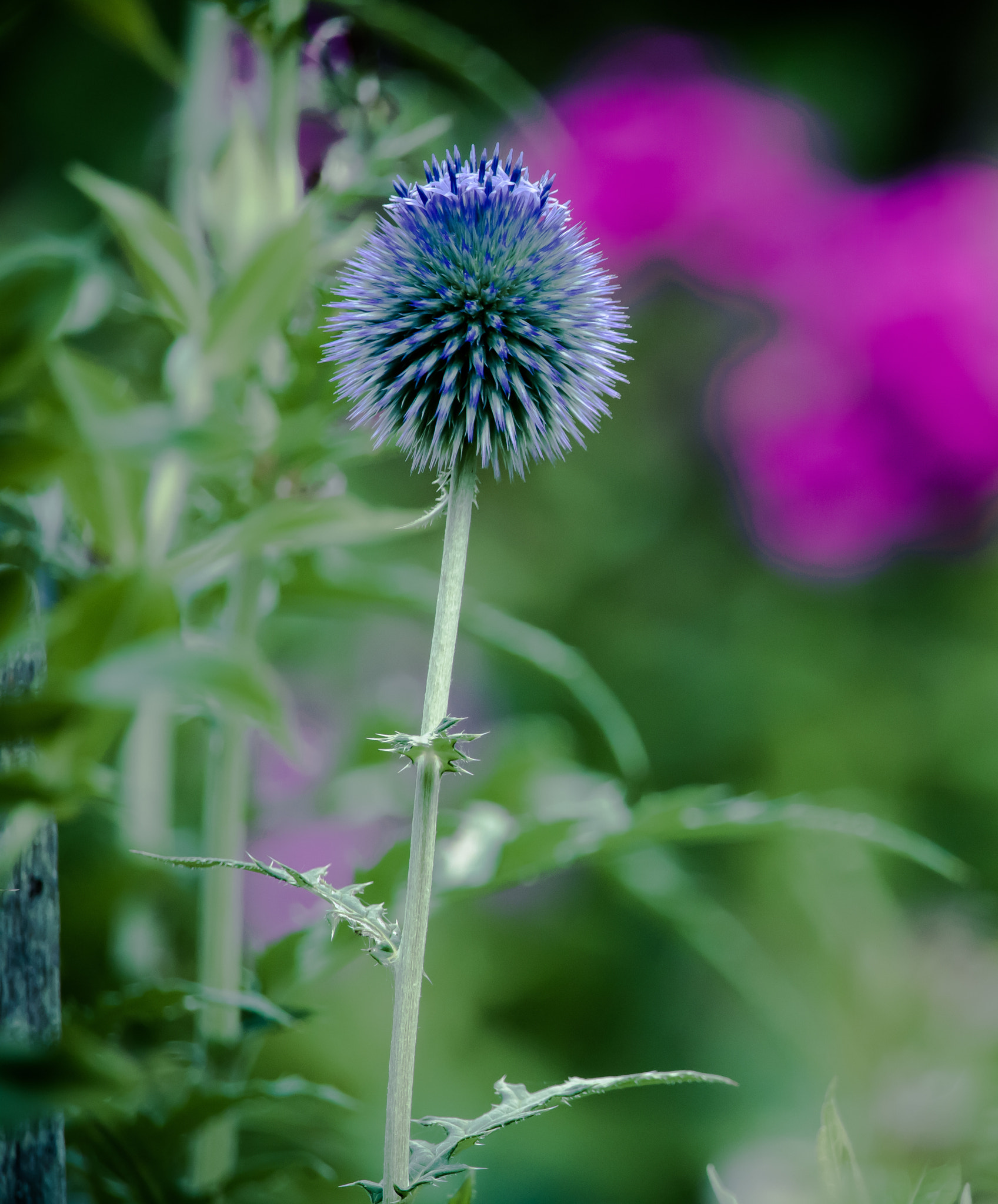 Canon EOS 760D (EOS Rebel T6s / EOS 8000D) sample photo. Fbpoids photography