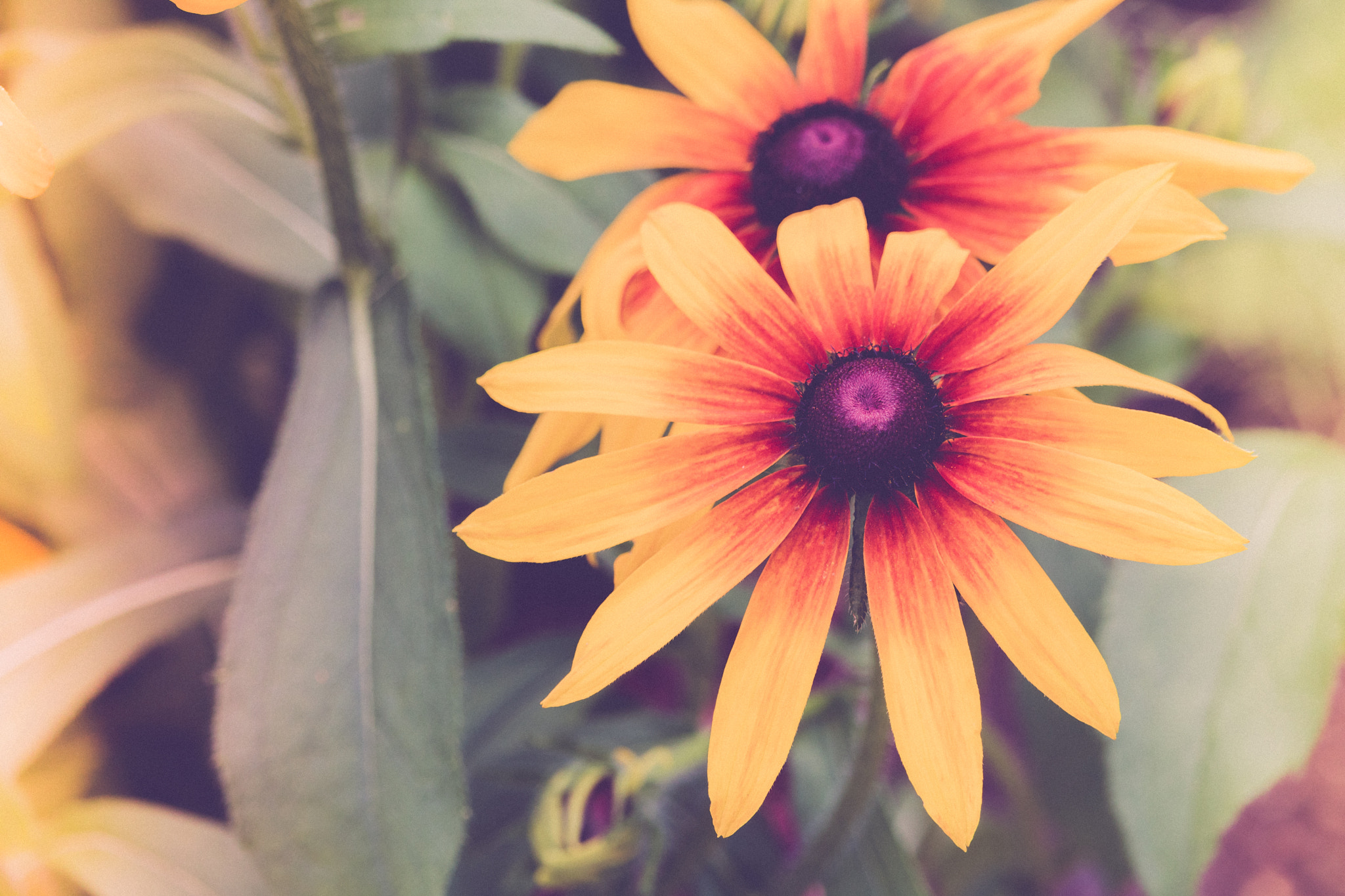 Canon EOS 760D (EOS Rebel T6s / EOS 8000D) sample photo. Pretty photography