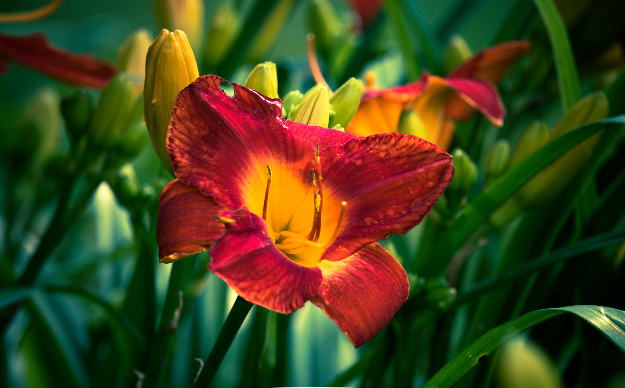 Canon EOS 760D (EOS Rebel T6s / EOS 8000D) sample photo. Daylilly photography