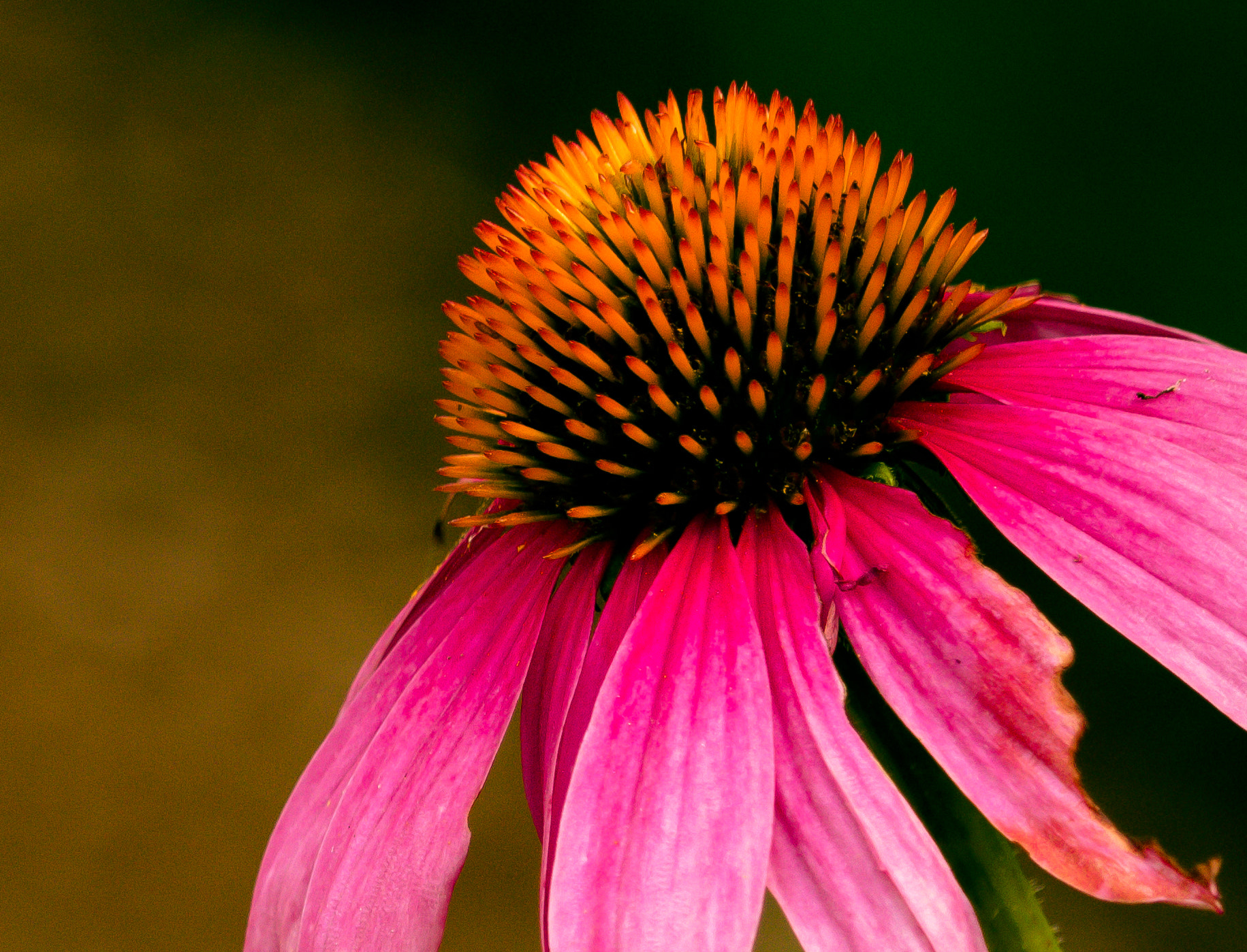 Canon EOS 760D (EOS Rebel T6s / EOS 8000D) sample photo. Goodfleur photography
