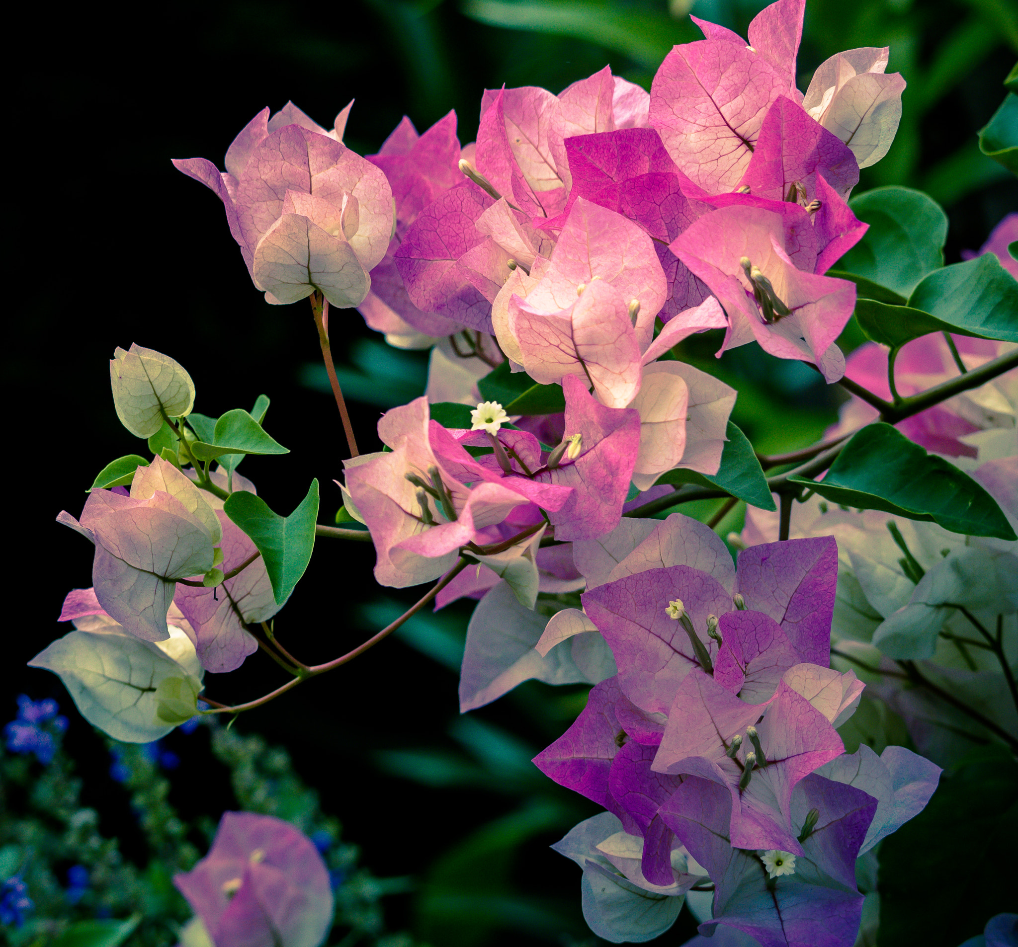 Canon EOS 760D (EOS Rebel T6s / EOS 8000D) sample photo. Varifleur photography