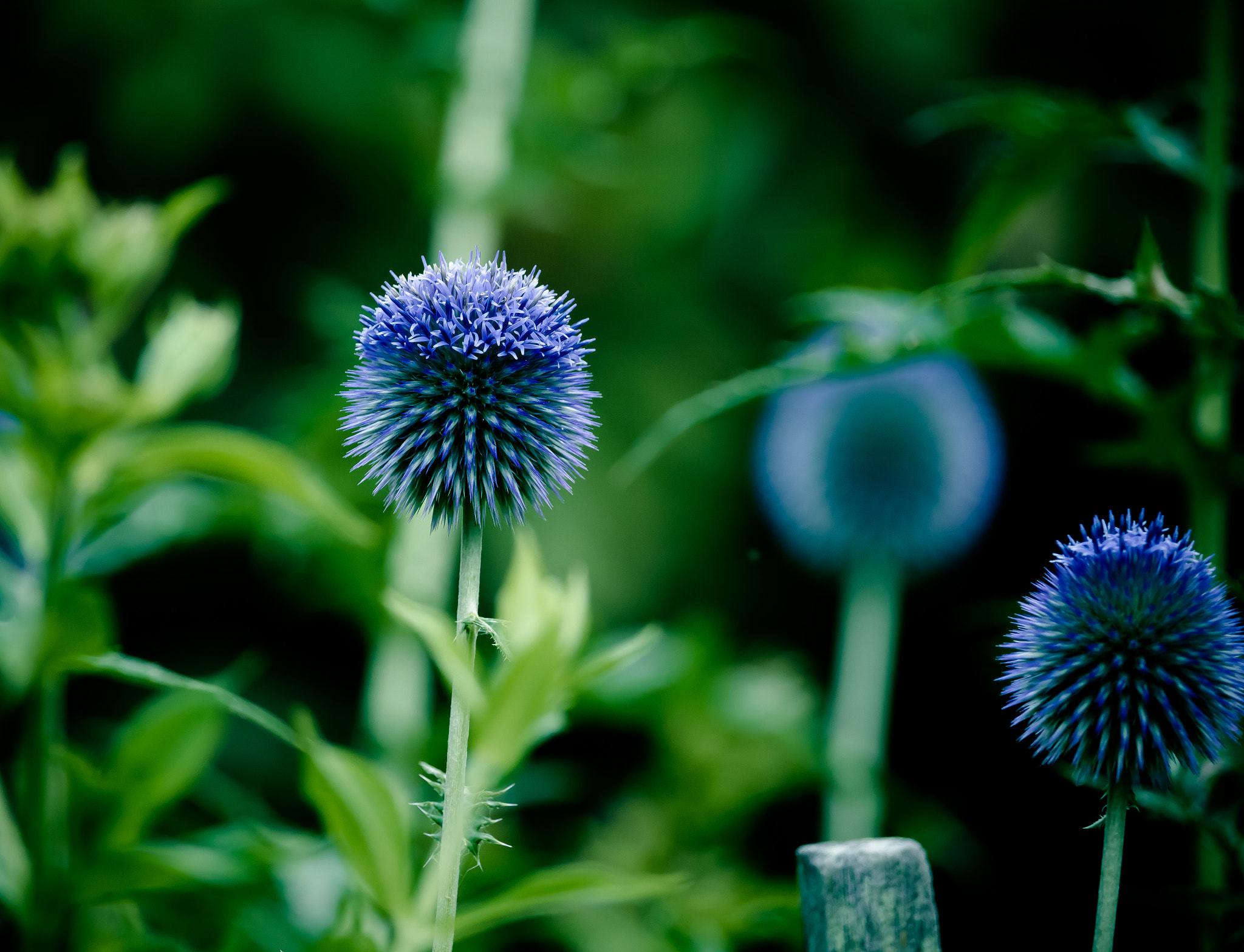 Canon EOS 760D (EOS Rebel T6s / EOS 8000D) sample photo. Gbpoids photography