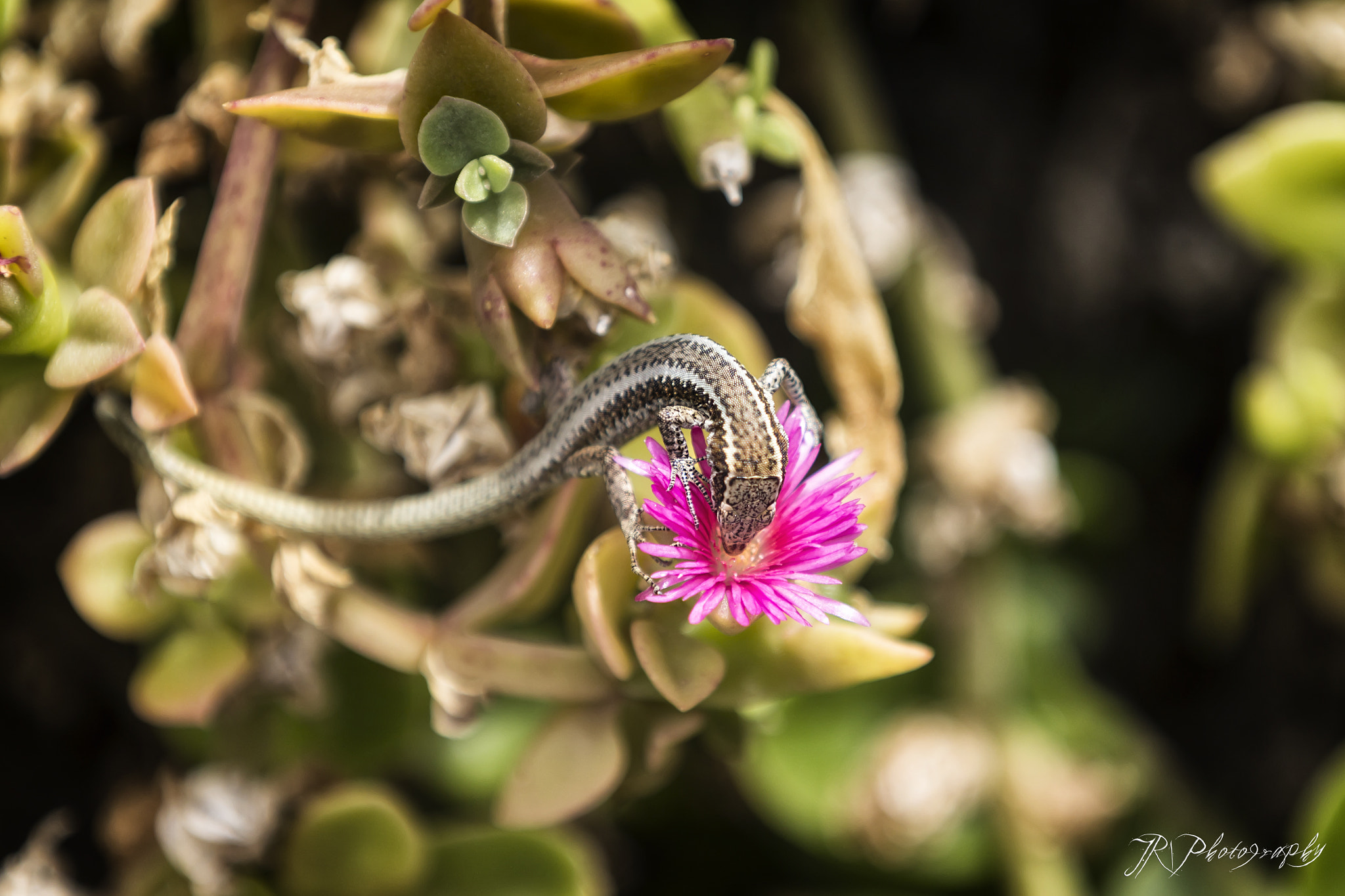 Canon EOS 600D (Rebel EOS T3i / EOS Kiss X5) + Canon EF 70-200mm F2.8L IS II USM sample photo. Eating lizard photography