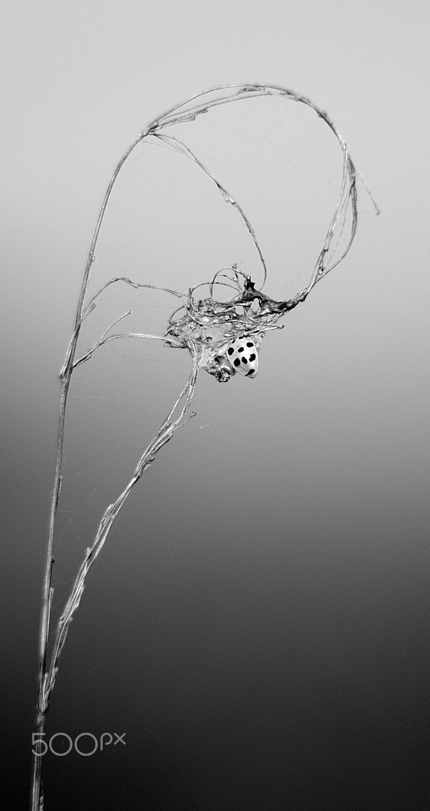 Nikon D300 + Nikon AF-S Nikkor 50mm F1.4G sample photo. Natural lady-bug dreamcatcher photography