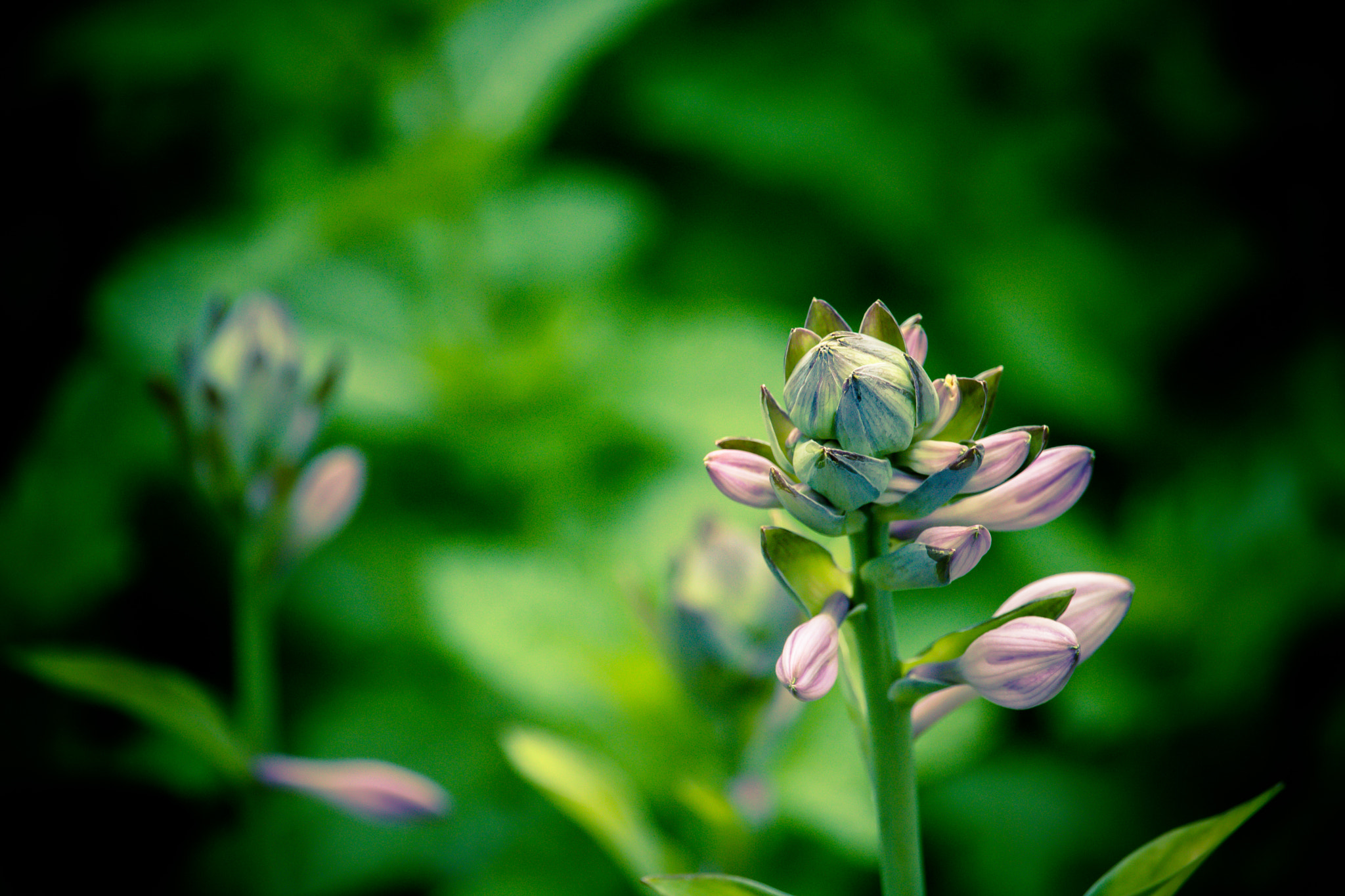Canon EOS 760D (EOS Rebel T6s / EOS 8000D) sample photo. Greenpower photography