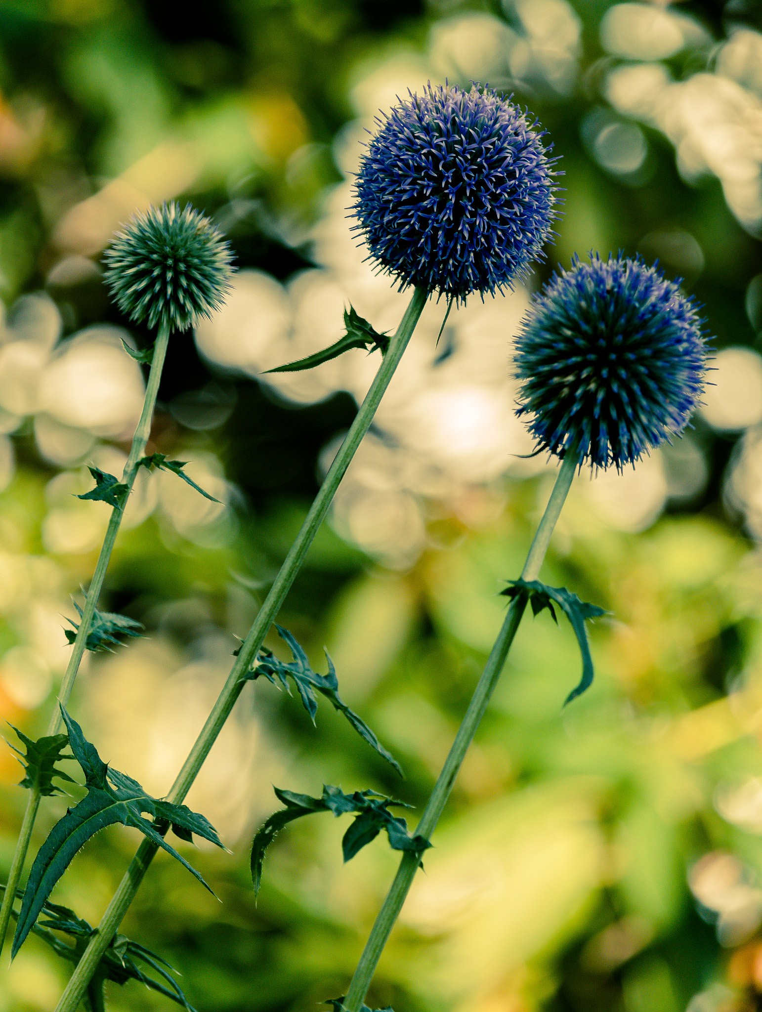 Canon EOS 760D (EOS Rebel T6s / EOS 8000D) sample photo. Bluepods photography