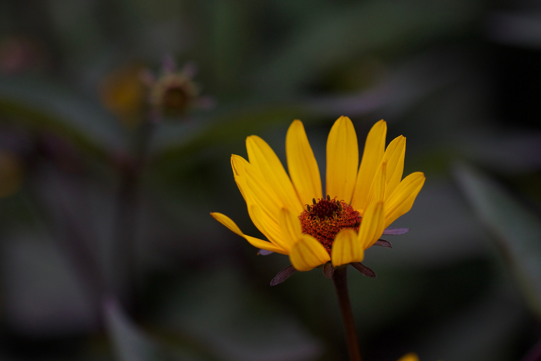 Canon EOS 650D (EOS Rebel T4i / EOS Kiss X6i) + Canon EF 100mm F2.8L Macro IS USM sample photo. A kind of sunflower - helianthus photography