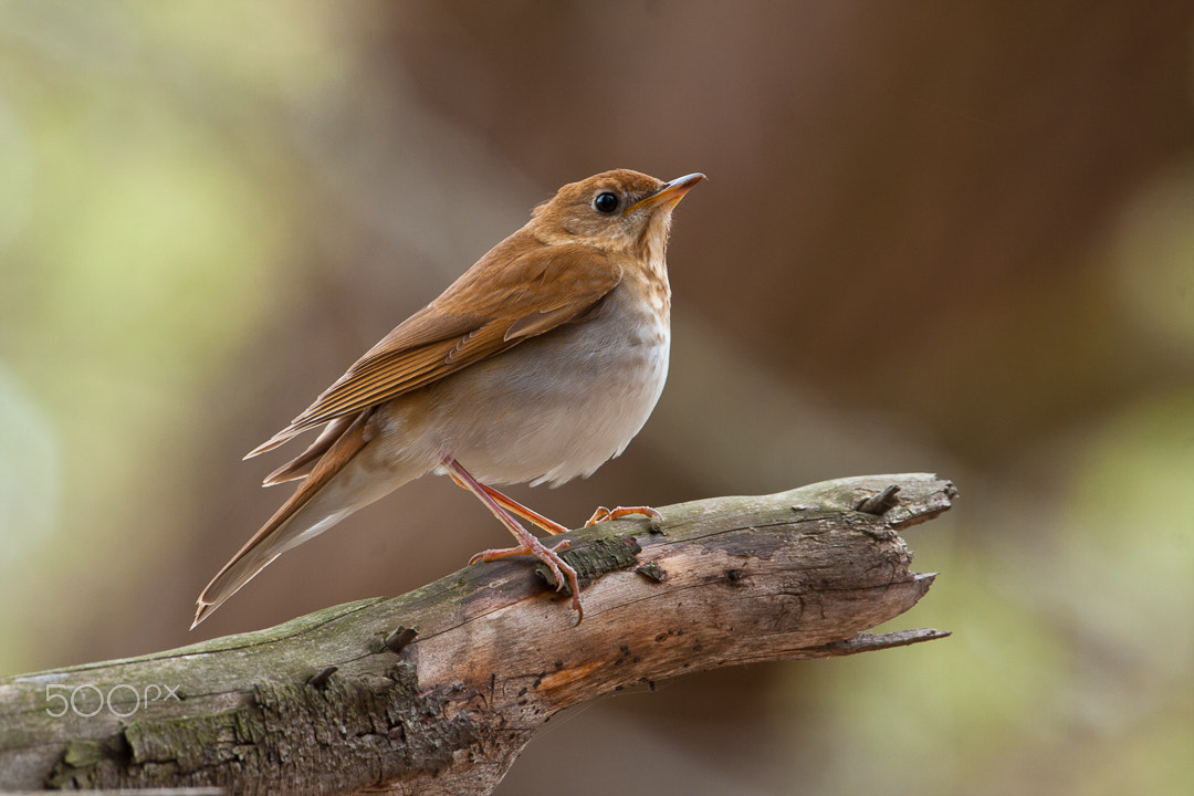 Canon EOS 40D + Canon EF 500mm F4L IS USM sample photo. Veery / grive fauve photography