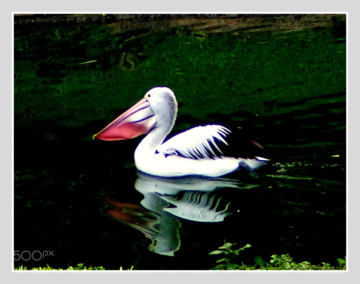 Ricoh WG-4 sample photo. Swim swim photography