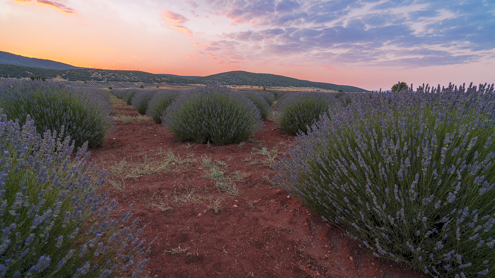 Sony a7S II + Sony Vario-Tessar T* FE 16-35mm F4 ZA OSS sample photo. Lavander photography