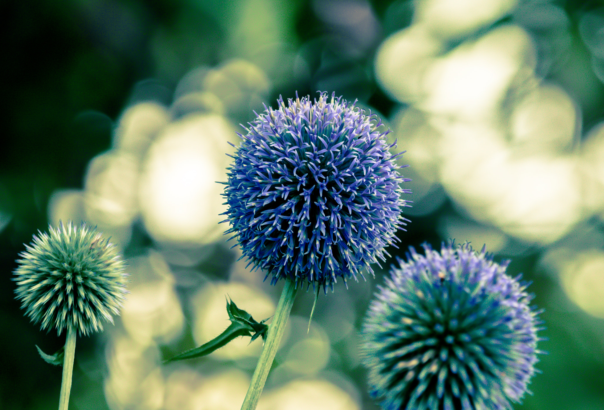 Canon EOS 760D (EOS Rebel T6s / EOS 8000D) sample photo. Bluepods photography