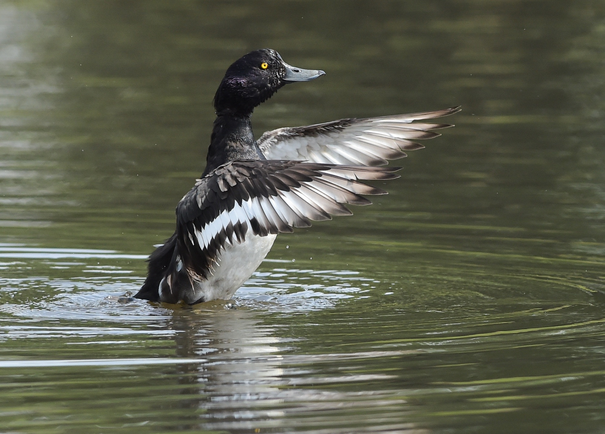Nikon AF-S Nikkor 300mm F2.8G ED VR II sample photo. Tuffed duck photography