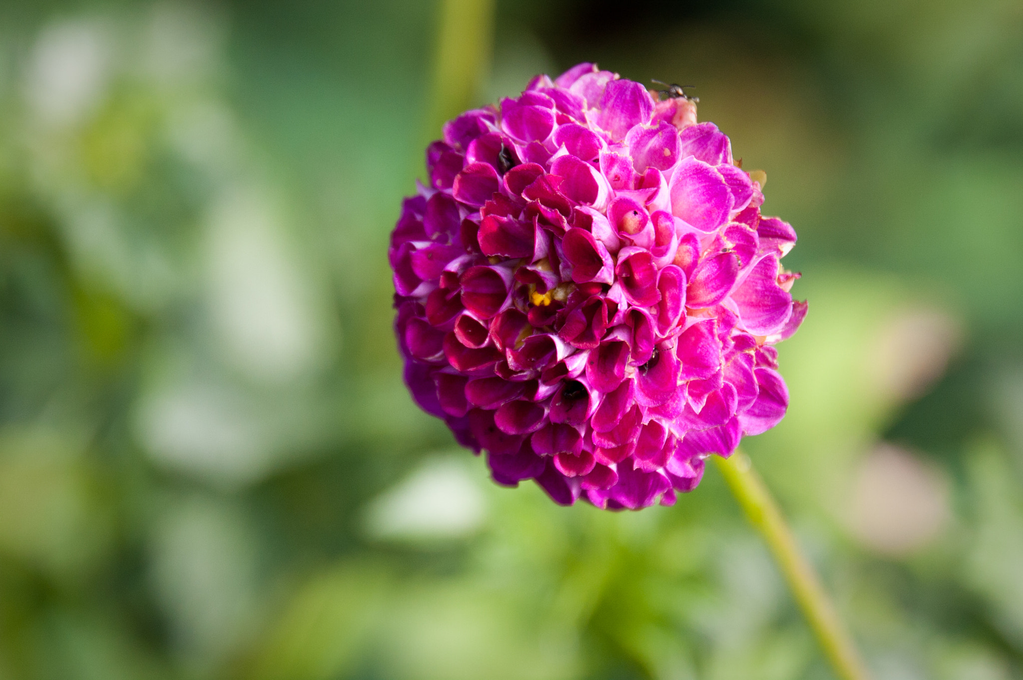 Canon EOS 40D sample photo. Purple bloom photography