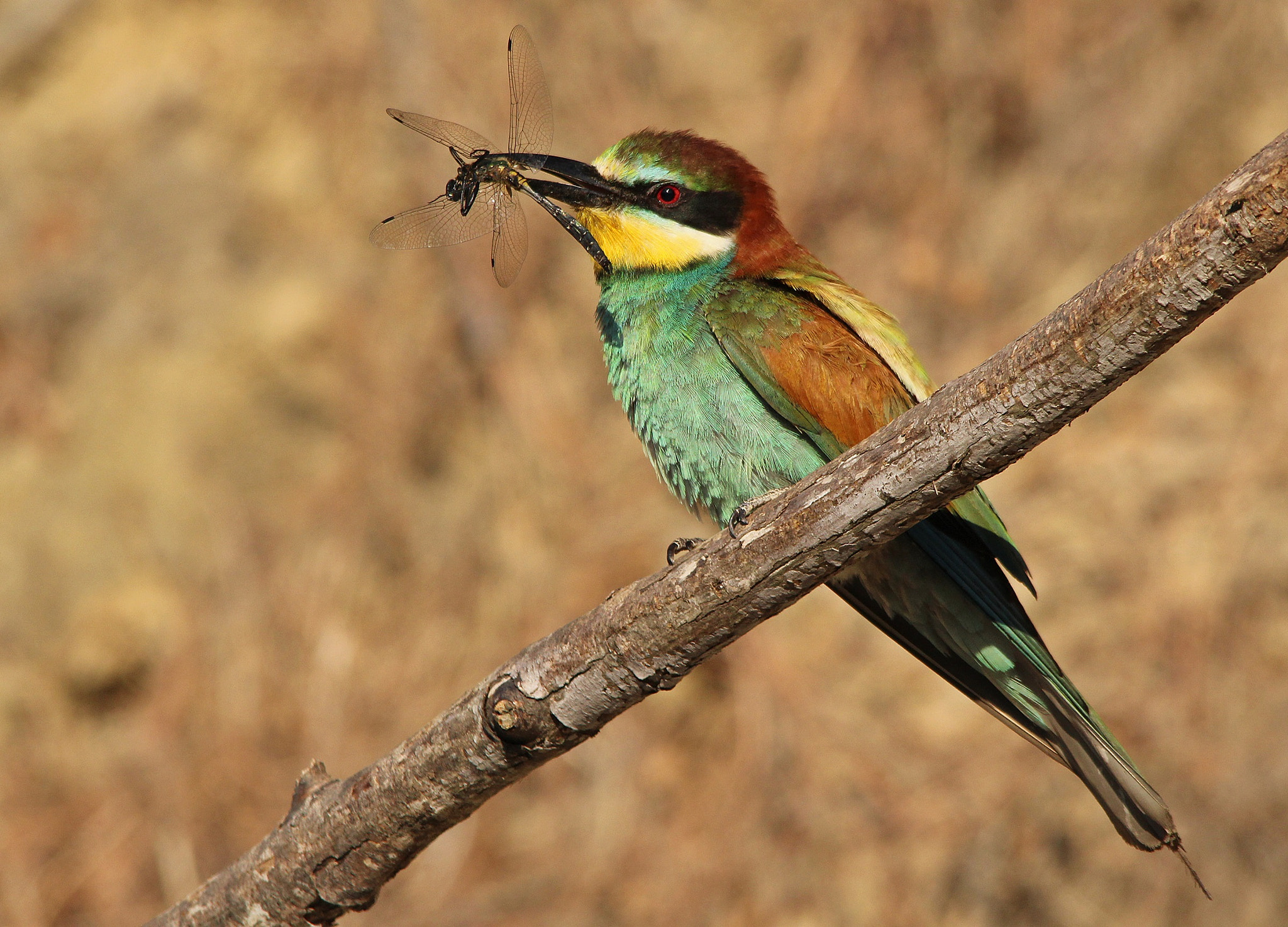 Sigma 150-500mm F5-6.3 DG OS HSM sample photo. Bee eater , gruccione photography