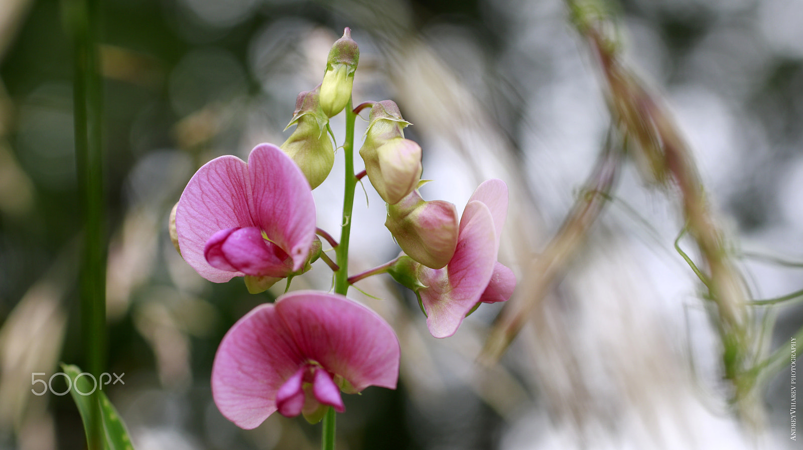 Sigma 50mm F1.4 EX DG HSM sample photo. Peas photography