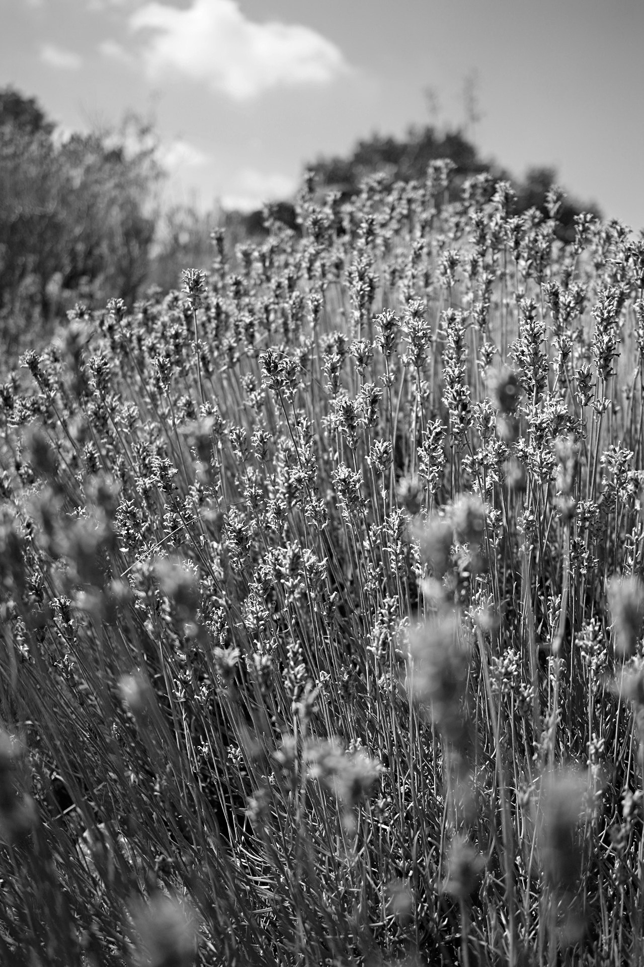 Canon EF-S 24mm F2.8 STM sample photo. Blur photography