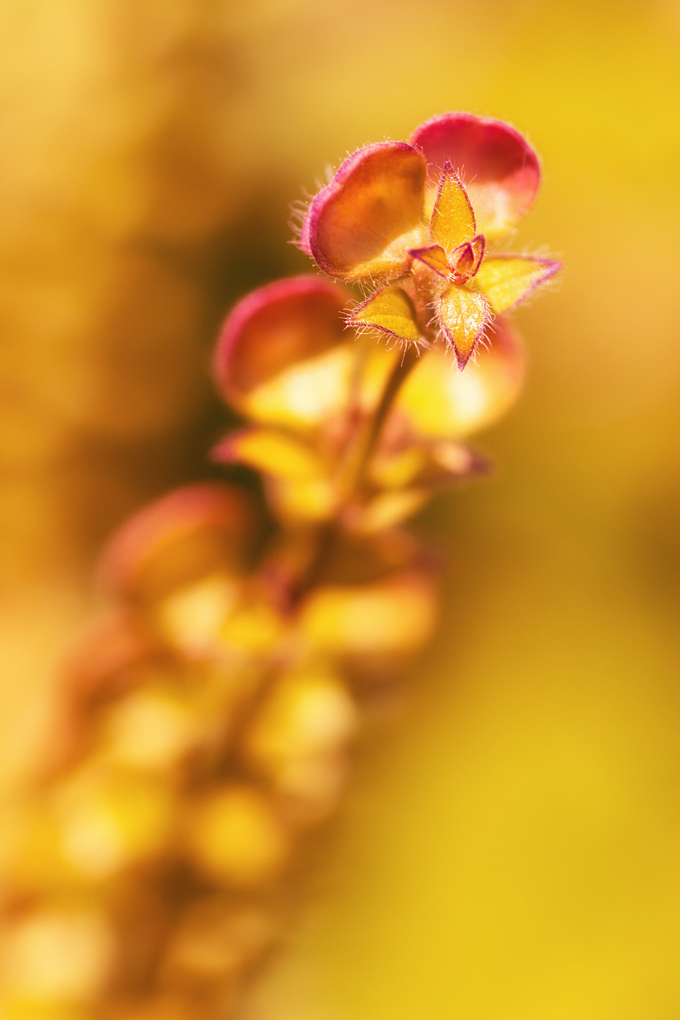 Sony a99 II + Tamron SP AF 90mm F2.8 Di Macro sample photo. Golden light photography