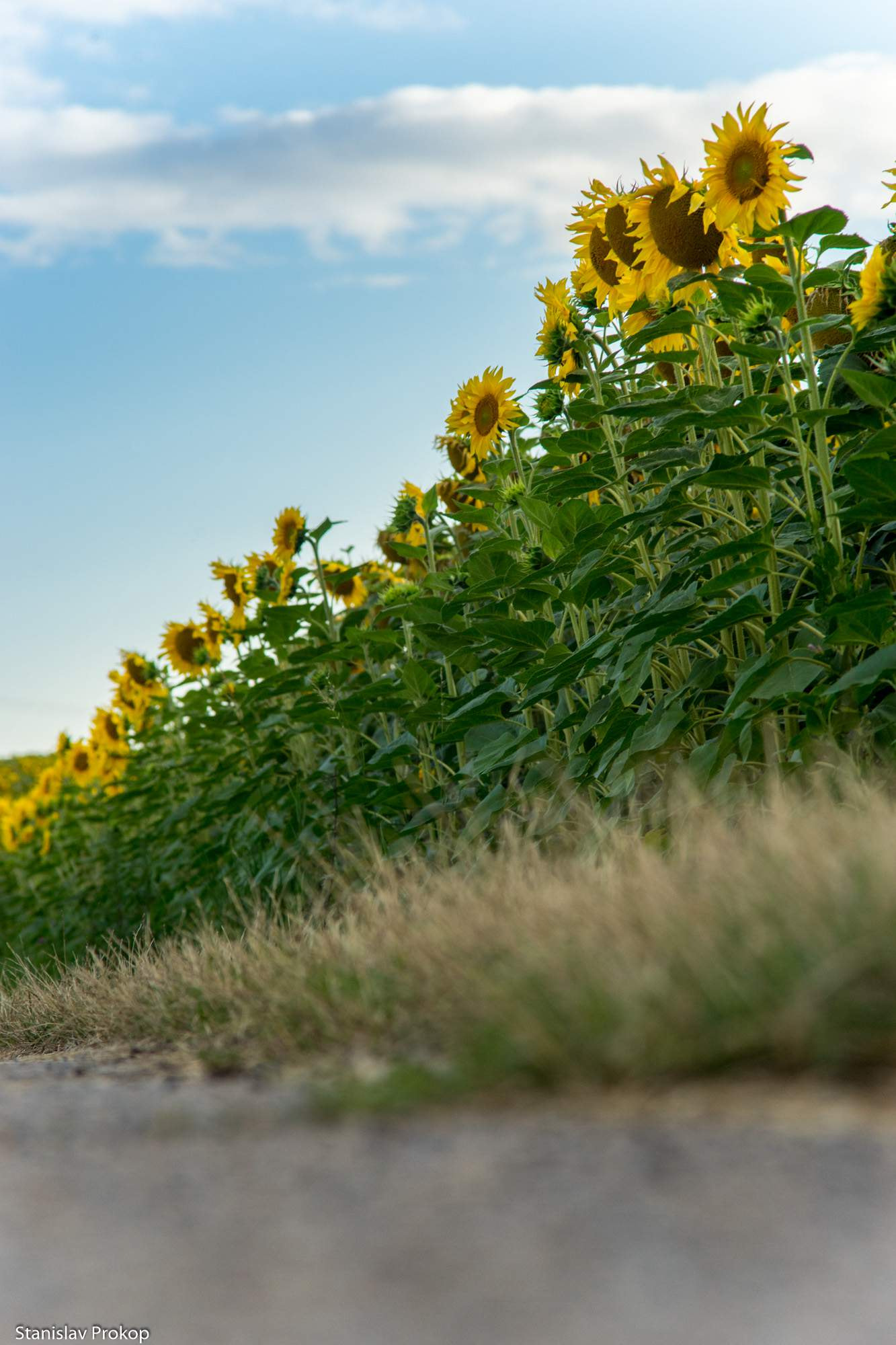 Sony a7 + Minolta AF 70-210mm F4 Macro sample photo. From ground to sun photography