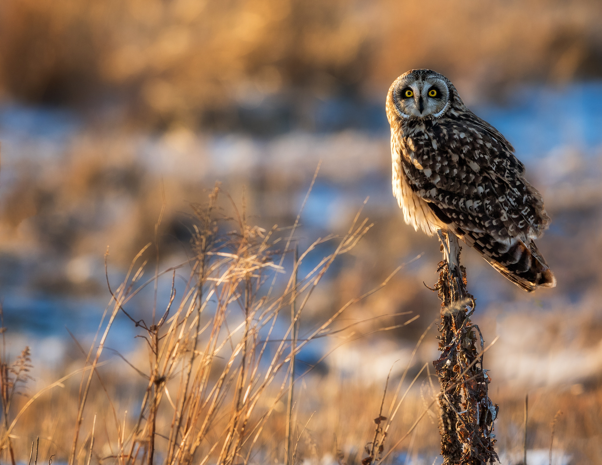 Canon EOS 7D Mark II + Canon EF 300mm F2.8L IS II USM sample photo. Short eared owl, sunset. photography