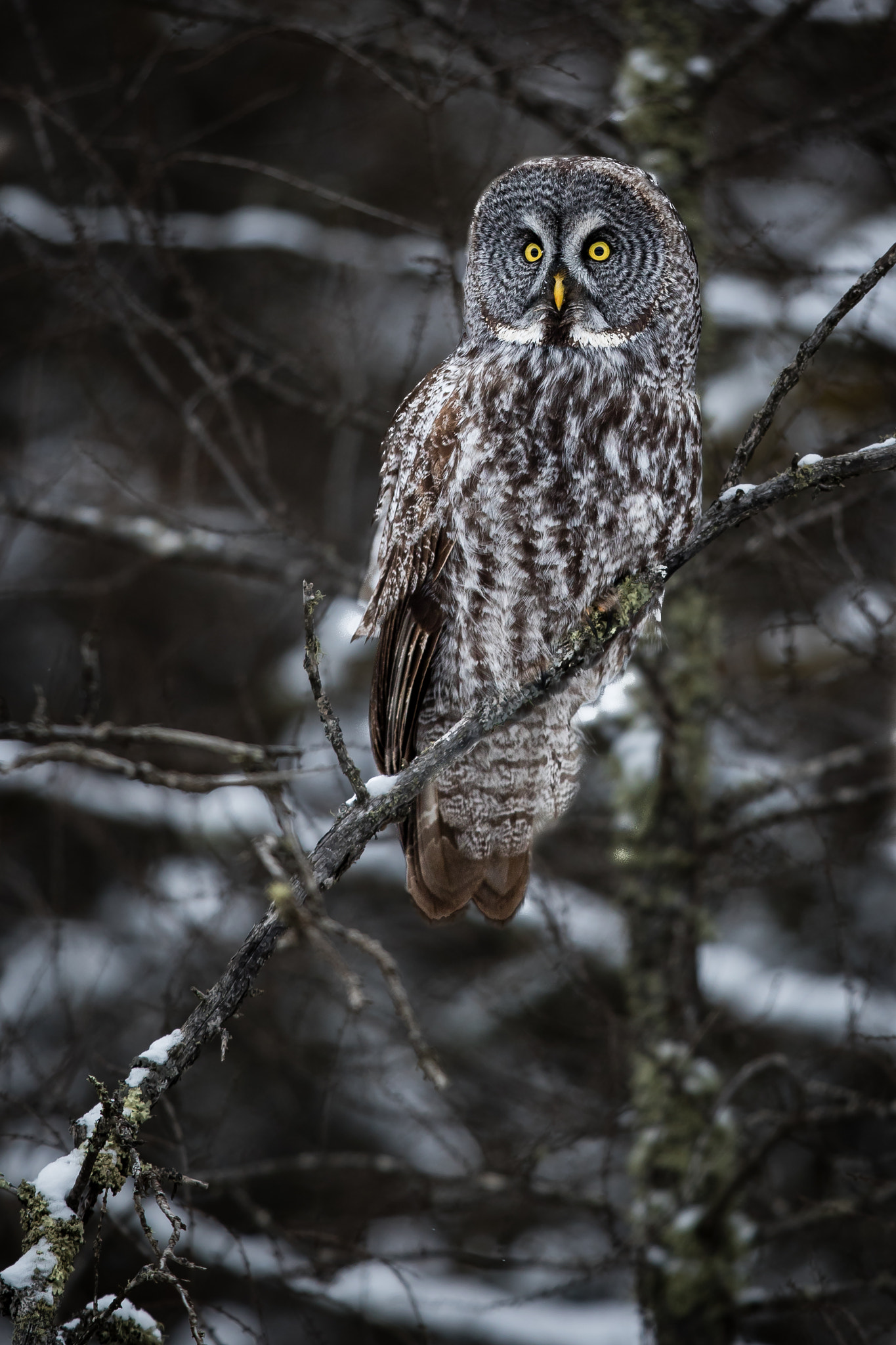 Canon EOS 7D Mark II + Canon EF 300mm F2.8L IS II USM sample photo. Great grey standout faa photography