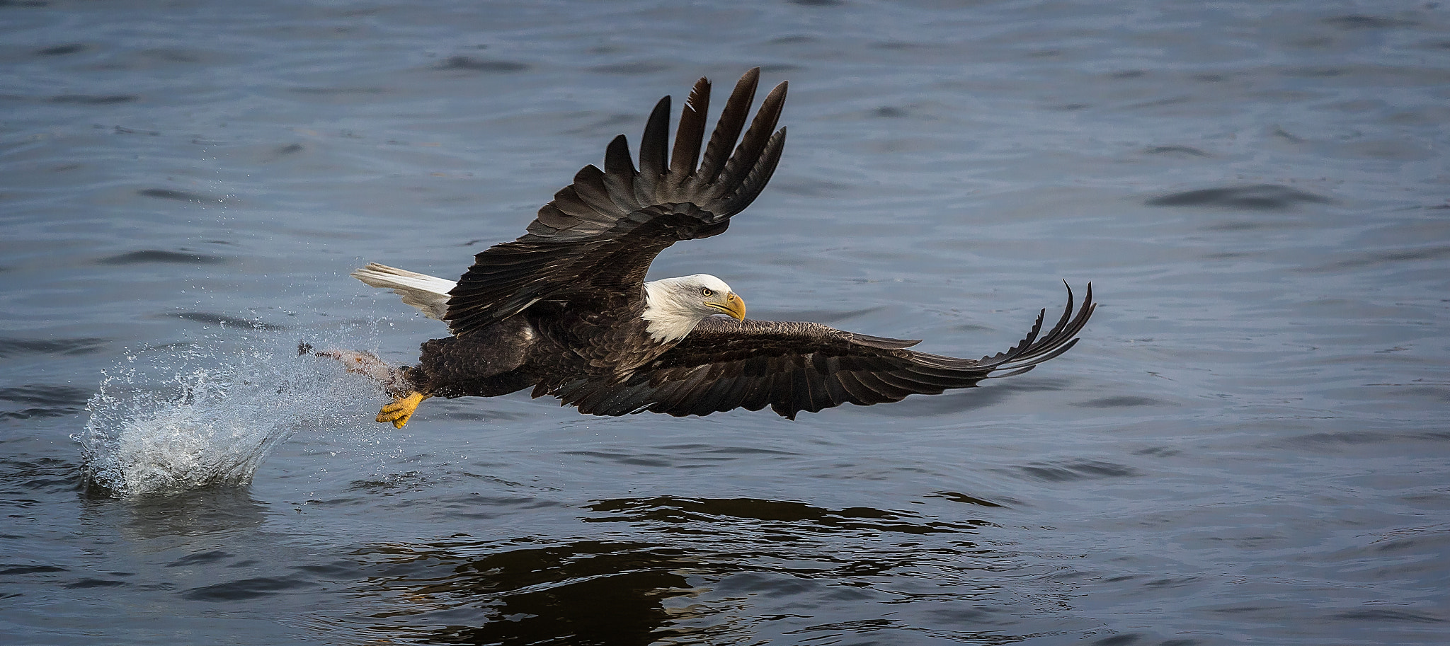 Canon EOS 7D Mark II + Canon EF 300mm F2.8L IS II USM sample photo. Bald eagle fishing faa photography