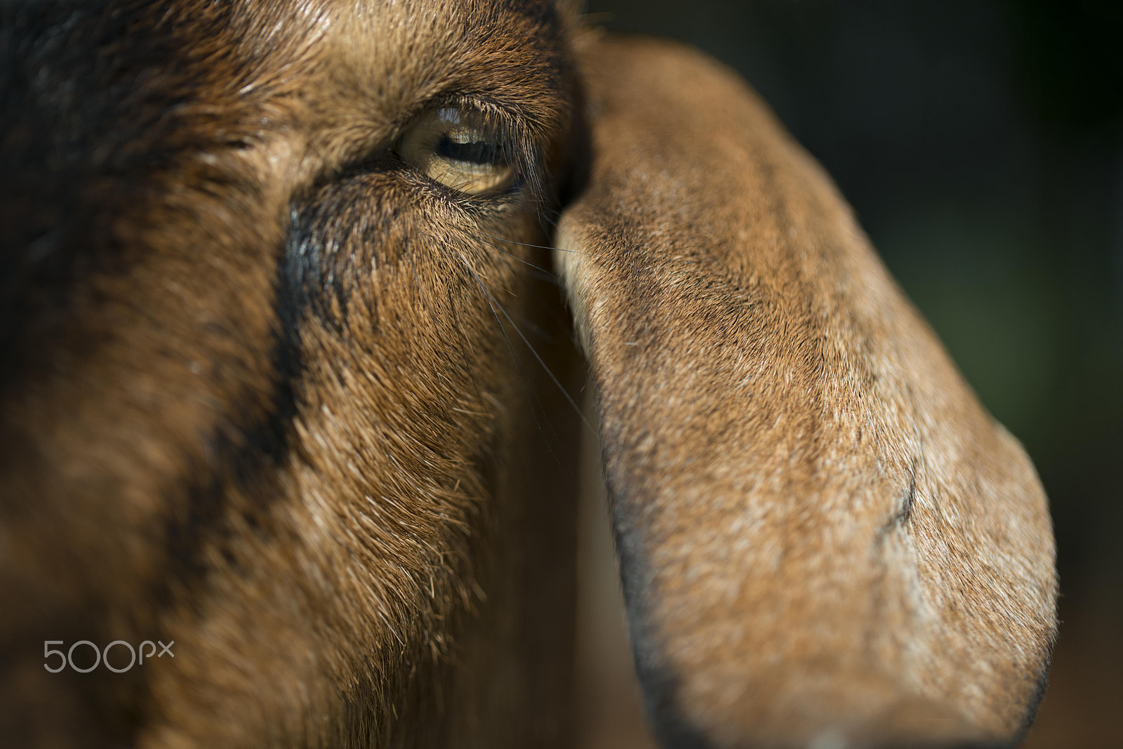 Sony a7R II + Canon EF 100mm F2.8L Macro IS USM sample photo. Goat eye photography