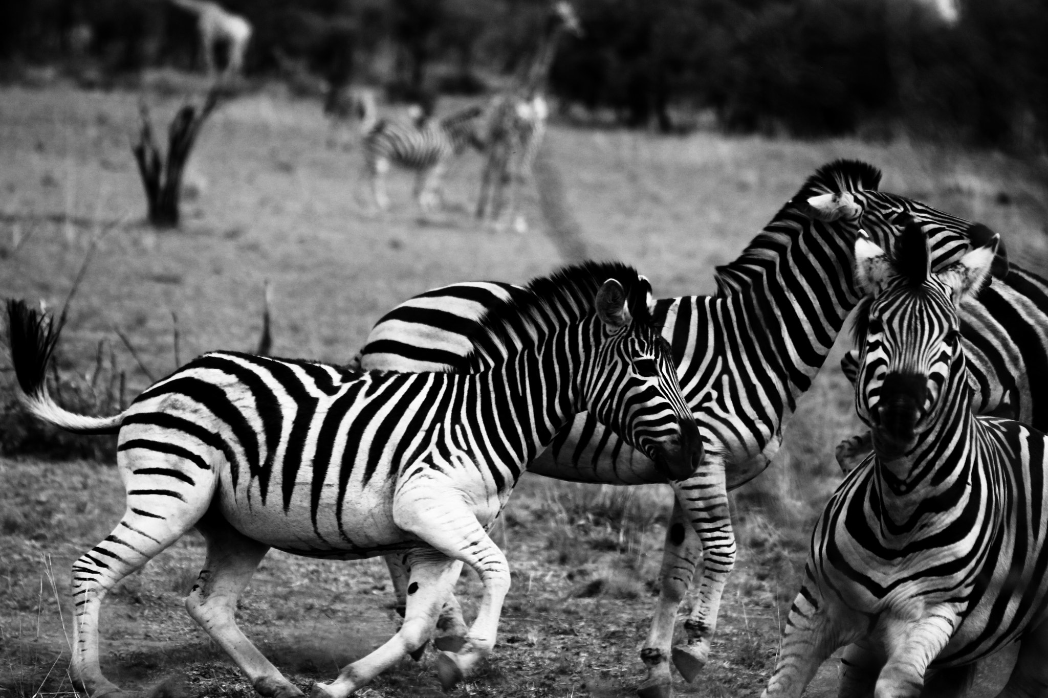 Canon EOS 650D (EOS Rebel T4i / EOS Kiss X6i) sample photo. Zebra 's playing photography