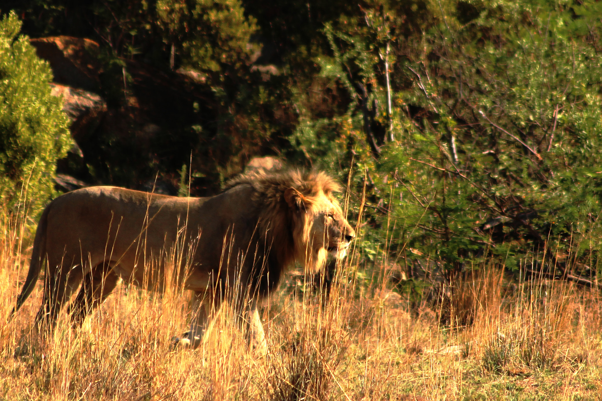 Canon EOS 650D (EOS Rebel T4i / EOS Kiss X6i) sample photo. Lion on the move photography