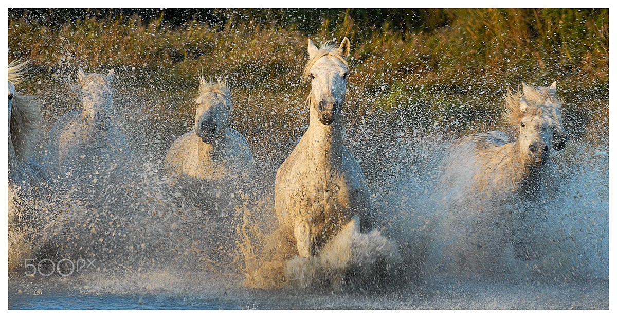 Nikon D200 sample photo. Camargue white icons ! photography