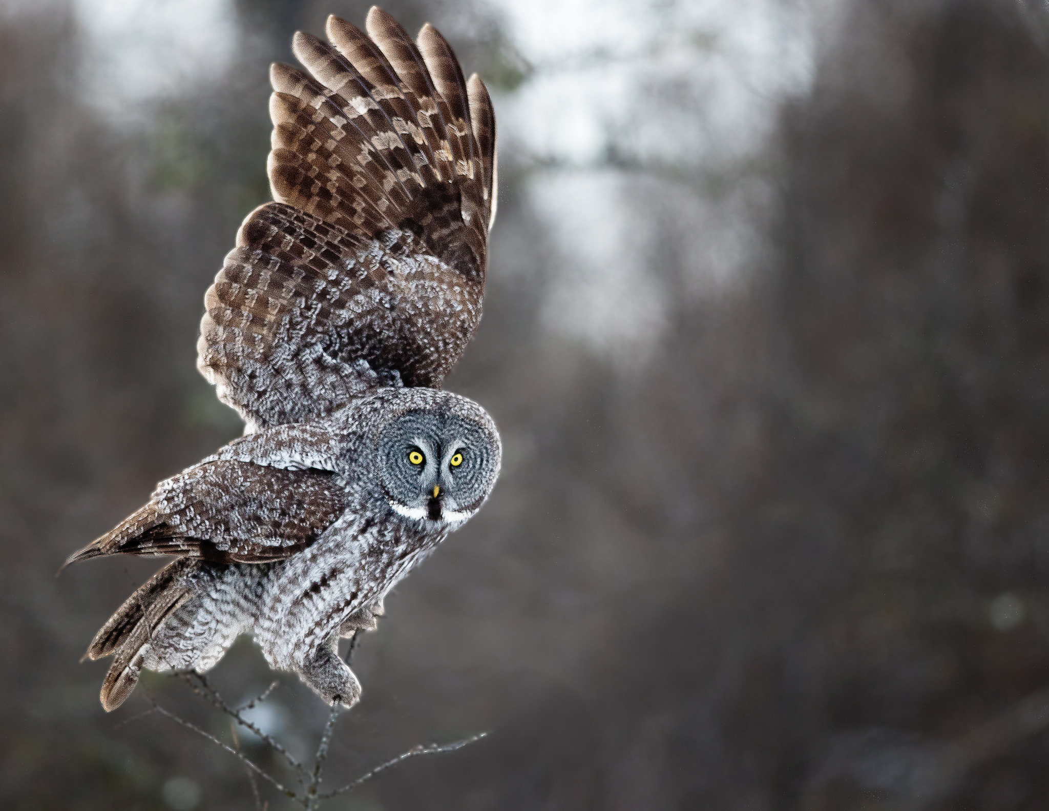 Canon EOS 7D Mark II + Canon EF 300mm F2.8L IS II USM sample photo. Great gray owl photography