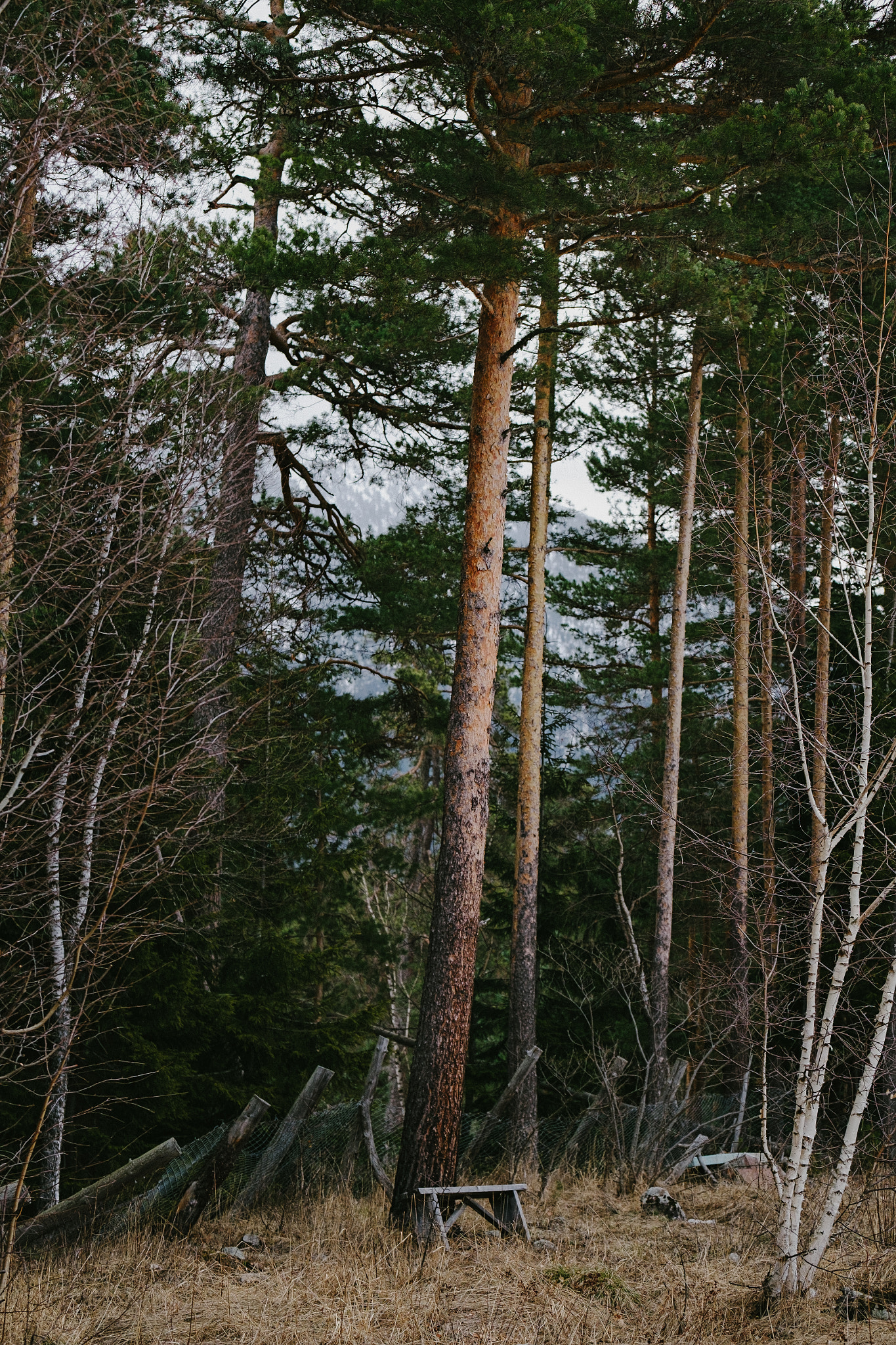 Fujifilm XF 50-140mm F2.8 R LM OIS WR sample photo. Pines photography