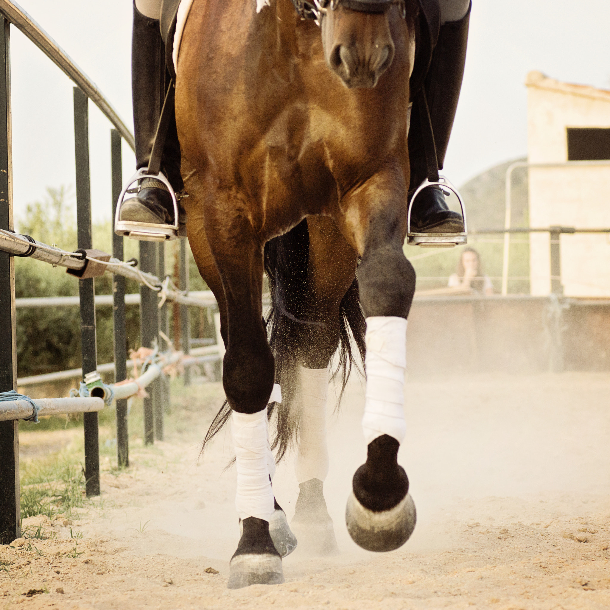 Sony SLT-A77 + Tamron SP AF 90mm F2.8 Di Macro sample photo. A caballo photography