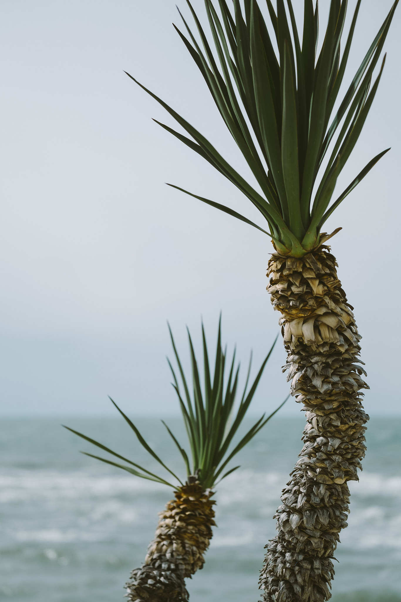 Fujifilm XF 50-140mm F2.8 R LM OIS WR sample photo. Palm photography