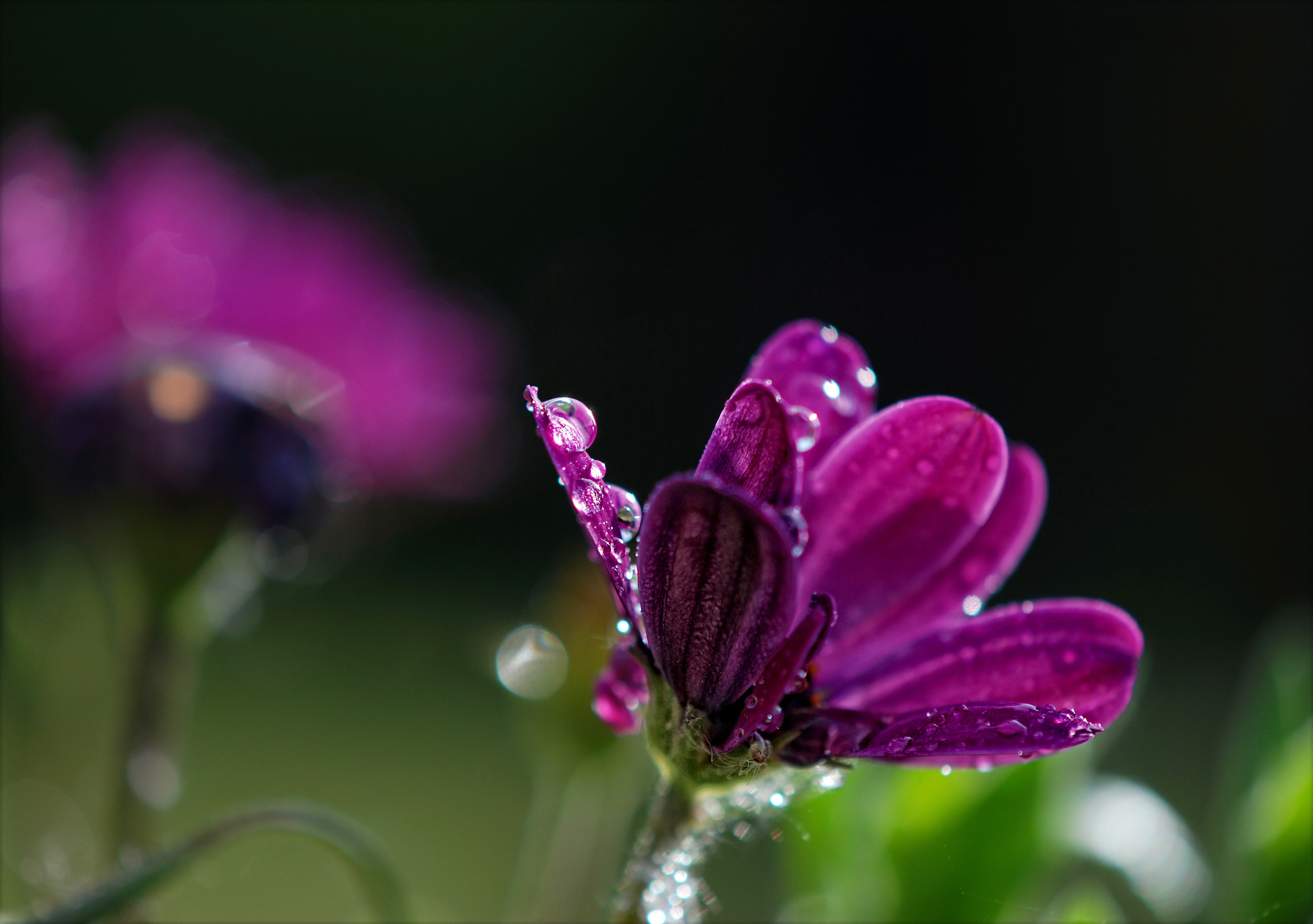 Nikon AF-S DX Micro-Nikkor 85mm F3.5G ED VR sample photo. ...spring fades into summer... photography